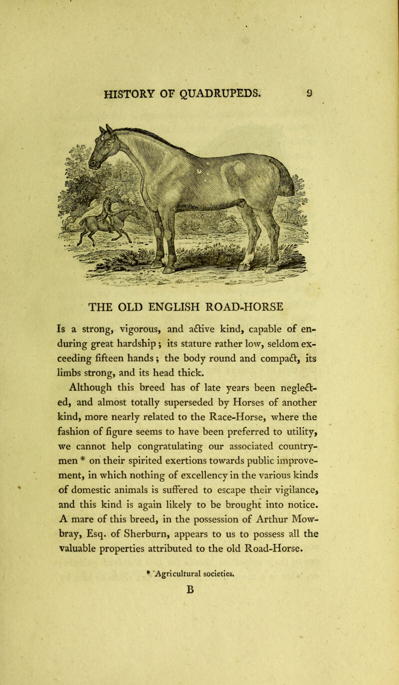 / HISTORY OF QUADRUPEDS. 9 THE OLD ENGLISH ROAD^HORSE Is a strong, vigorous, and a6Hve kind, capable of en- during great hardship; its stature rather low, seldom ex- ceeding fifteen hands; the body round and compadt, its limbs strong, and its head thick. Although this breed has of late years been neglect- ed, and almost totally superseded by Horses of another kind, more nearly related to the Race-Horse, where the fashion of figure seems to have been preferred to utility, we cannot help congratulating our associated country- men * on their spirited exertions towards public improve- ment, in which nothing of excellency in the various kinds of domestic animals is suffered to escape their vigilance, and this kind is again likely to be brought into notice. A mare of this breed, in the possession of Arthur Mow- bray, Esq. of Sherburn, appears to us to possess all the valuable properties attributed to the old Road-Horse. * Agricultural societies. B