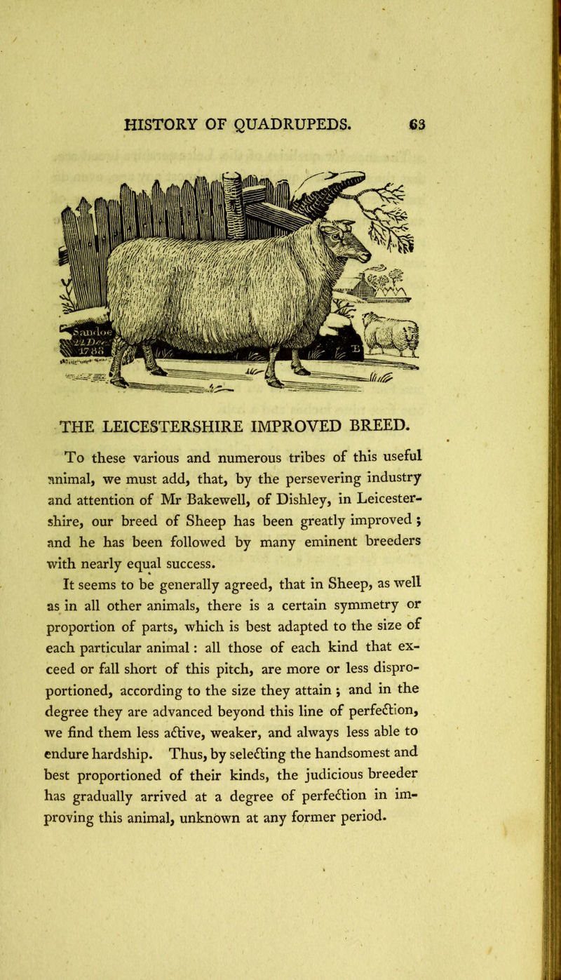 THE LEICESTERSHIRE IMPROVED BREED. To these various and numerous tribes of this useful nnimal, we must add, that, by the persevering industry and attention of Mr Bakewell, of Dishley, in Leicester- shire, our breed of Sheep has been greatly improved ; and he has been followed by many eminent breeders with nearly equal success. It seems to be generally agreed, that in Sheep, as well as in all other animals, there is a certain symmetry or proportion of parts, which is best adapted to the size of each particular animal: all those of each kind that ex- ceed or fall short of this pitch, are more or less dispro- portioned, according to the size they attain •, and in the degree they are advanced beyond this line of perfection, we find them less aCtive, weaker, and always less able to endure hardship. Thus, by selecting the handsomest and best proportioned of their kinds, the judicious breeder has gradually arrived at a degree of perfection in im- proving this animal, unknown at any former period.