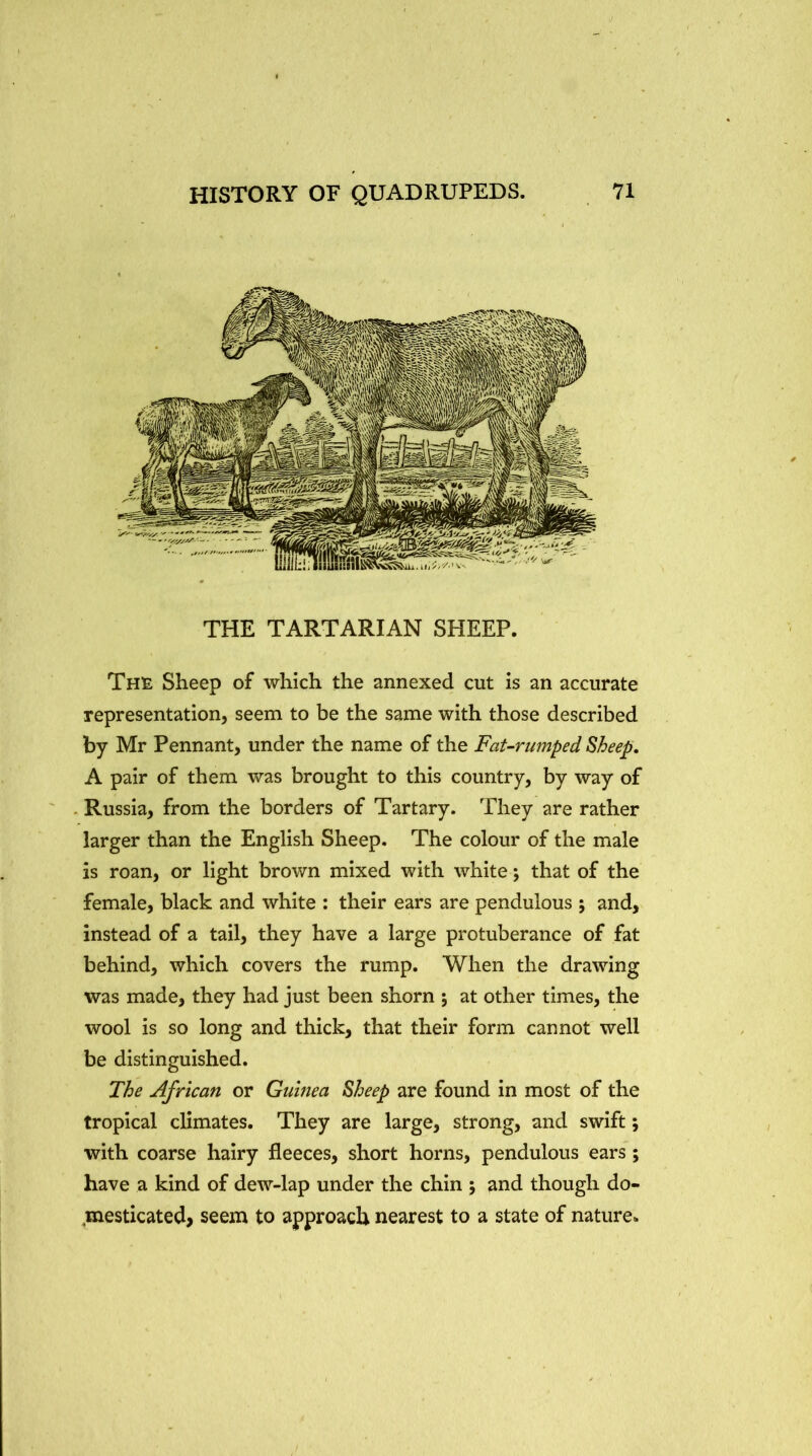 THE TARTARIAN SHEEP. The Sheep of which the annexed cut is an accurate representation, seem to be the same with those described by Mr Pennant, under the name of the Fat-rumped Sheep. A pair of them was brought to this country, by way of . Russia, from the borders of Tartary. They are rather larger than the English Sheep. The colour of the male is roan, or light brown mixed with white; that of the female, black and white : their ears are pendulous 5 and, instead of a tail, they have a large protuberance of fat behind, which covers the rump. When the drawing was made, they had just been shorn ; at other times, the wool is so long and thick, that their form cannot well be distinguished. The African or Guinea Sheep are found in most of the tropical climates. They are large, strong, and swift; with coarse hairy fleeces, short horns, pendulous ears; have a kind of dew-lap under the chin ; and though do- ^mesticated> seem to approach nearest to a state of nature.