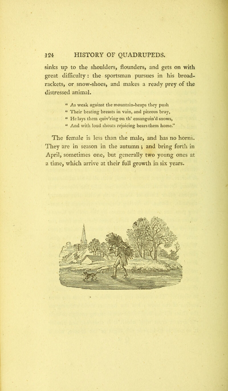 sinks up to the shoulders, flounders, and gets on with great difficulty: the sportsman pursues in his broad- rackets, or snow-shoes, and makes a ready prey of th,e distressed animal. “ As weak against the mountain-heaps they push “ Their beating breasts in vain, and piteous bray, “ He lays them quiv’ring on th’ ensanguin’d snows, “ And with loud shouts rejoicing bears them home.” The female is less than the male, and has no horns. They are in season in the autumn; and bring forth in April, sometimes one, but generally two young ones at a time, which arrive at their full growth in six years.