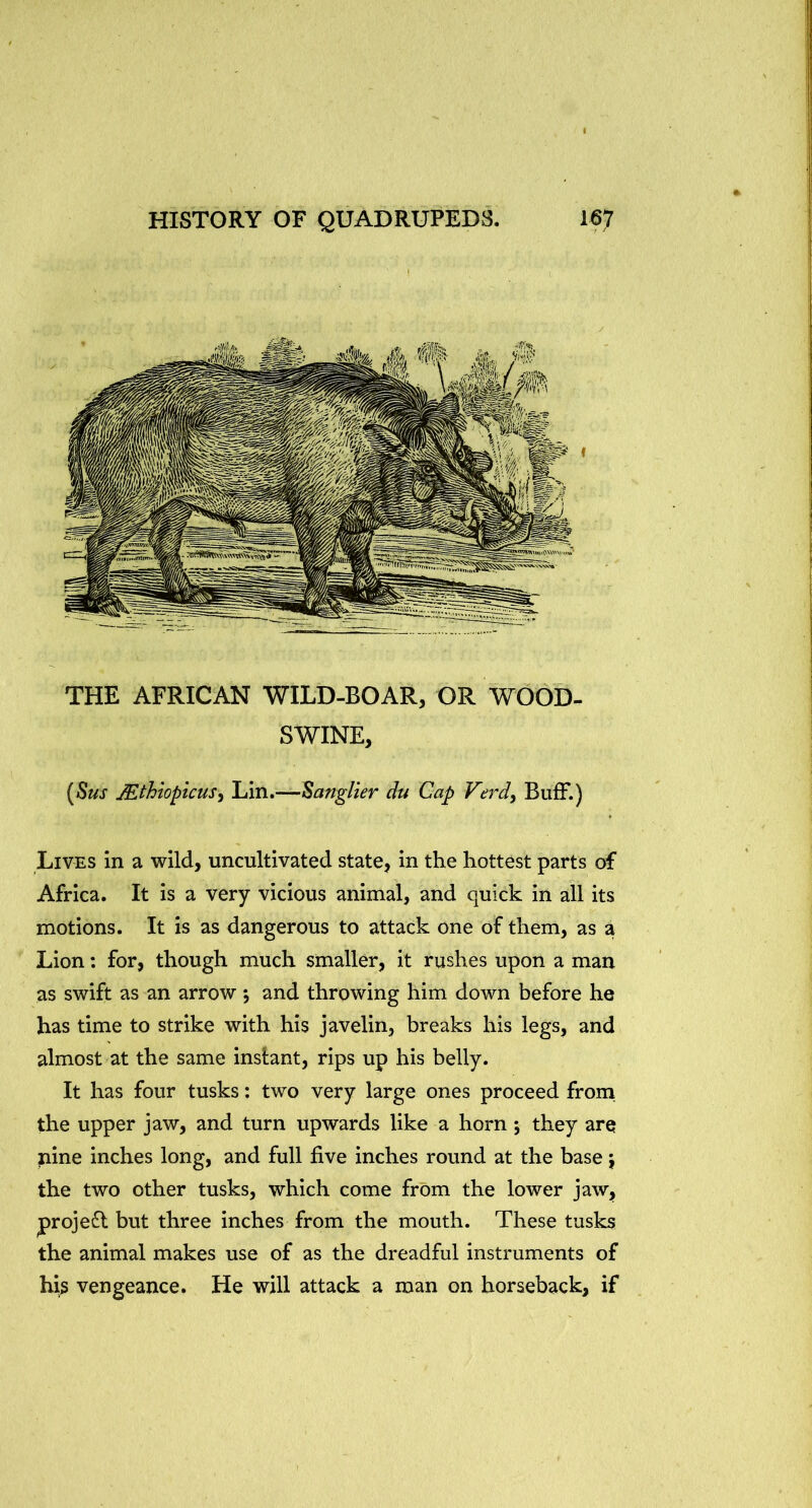 I THE AFRICAN WILD-BOAR, OR WOOD- SWINE, {Sus Mthiopicus^ Lin.—SangUer du Cap Verd^ BufF.) Lives in a wild, uncultivated state, in the hottest parts of Africa. It is a very vicious animal, and quick in all its motions. It is as dangerous to attack one of them, as a Lion: for, though much smaller, it rushes upon a man as swift as an arrow *, and throwing him down before he has time to strike with his javelin, breaks his legs, and almost at the same instant, rips up his belly. It has four tusks: two very large ones proceed from, the upper jaw, and turn upwards like a horn ; they are nine inches long, and full five inches round at the base j the two other tusks, which come from the lower jaw, projeft but three inches from the mouth. These tusks the animal makes use of as the dreadful instruments of his vengeance. He will attack a man on horseback, if