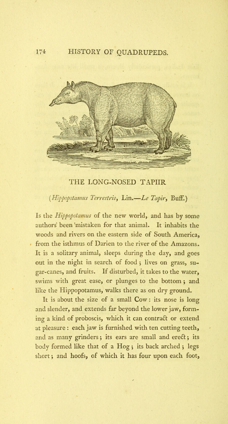 THE LONG-NOSED TAPIIR [Hippopotamus Terrestris^ Lin.—Le Tapir^ Buff.) Is the Hippopotamus of the new world, and has by some authors' been 'mistaken for that animal. It inhabits the woods and rivers on the eastern side of South America, » from the isthmus of Darien to the river of the Amazons. It is a solitary animal, sleeps during the day, and goes out in the night in search of food ; lives on grass, su- gar-canes, and fruits. If disturbed, it takes to the water, swims with great ease, or plunges to the bottom ; and like the Hippopotamus, walks there as on dry ground. It is about the size of a small Cow: its nose is long and slender, and extends far beyond the lower jaw, form- ing a kind of proboscis, which it can contract or extend at pleasure : each jaw is furnished with ten cutting teeth, and as many grinders; its ears are small and ereft; its body formed like that of a Hog ; its back arched ; legs short *, and hoofs, of which it has four upon each foot,