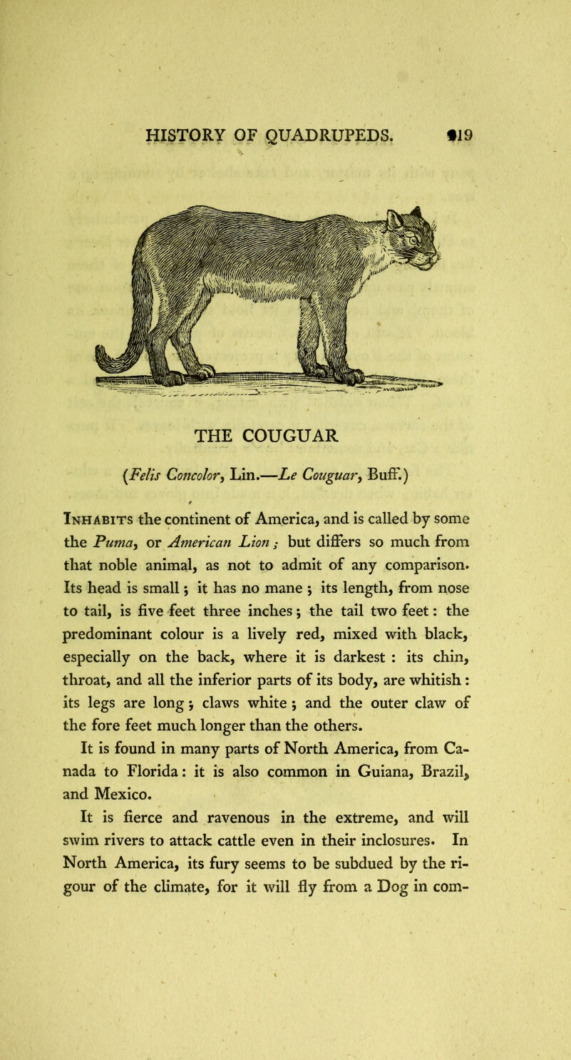 THE COUGUAR {Felis Concolory Lin.—Le Couguar^ BufF.) Inhabits the continent of America, and is called by some the Puma, or American Lion ; but differs so much from that noble animal, as not to admit of any comparison. Its head is small; it has no mane ; its length, from nose to tail, is five Feet three inches; the tail two feet: the predominant colour is a lively red, mixed with black, especially on the back, where it is darkest : its chin, throat, and all the inferior parts of its body, are whitish: its legs are long •, claws white; and the outer claw of the fore feet much longer than the others. It is found in many parts of North America, from Ca- nada to Florida: it is also common in Guiana, Brazil, and Mexico. It is fierce and ravenous in the extreme, and will swim rivers to attack cattle even in their inclosures. In North America, its fury seems to be subdued by the ri- gour of the climate, for it will fly from a Dog in com-