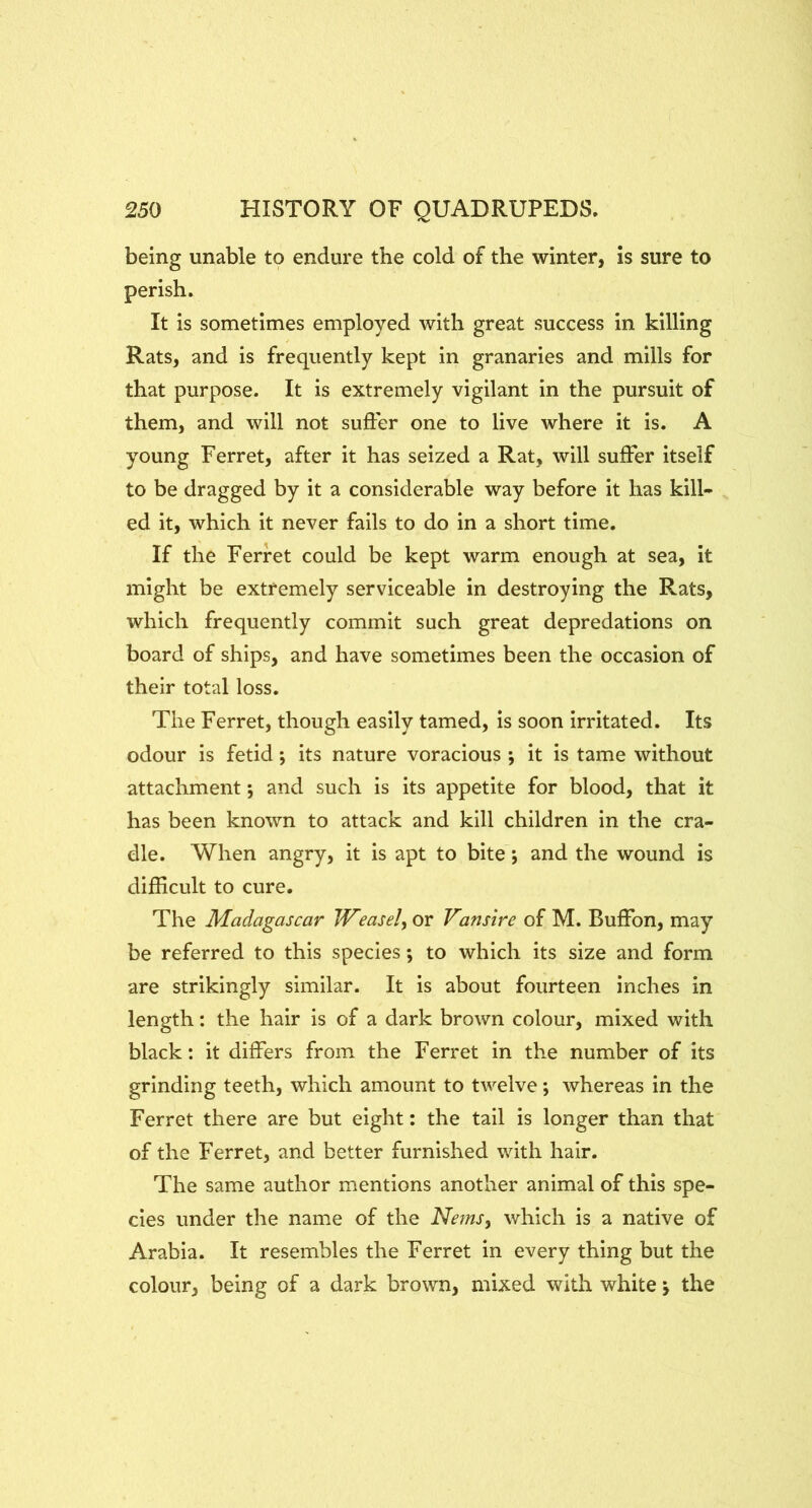 being unable to endure the cold of the winter, is sure to perish. It is sometimes employed with great success in killing Rats, and is frequently kept in granaries and mills for that purpose. It is extremely vigilant in the pursuit of them, and will not suffer one to live where it is. A young Ferret, after it has seized a Rat, will suffer itself to be dragged by it a considerable way before it has kill* ed it, which it never fails to do in a short time. If the Ferret could be kept warm enough at sea, it might be extremely serviceable in destroying the Rats, which frequently commit such great depredations on board of ships, and have sometimes been the occasion of their total loss. The Ferret, though easily tamed, is soon irritated. Its odour is fetid; its nature voracious ; it is tame without attachment; and such is its appetite for blood, that it has been known to attack and kill children in the cra- dle. When angry, it is apt to bite *, and the wound is difficult to cure. The Madagascar W’easel, or Vanstre of M. Buffon, may be referred to this species; to which its size and form are strikingly similar. It is about fourteen inches in length: the hair is of a dark brown colour, mixed with black: it differs from the Ferret in the number of its grinding teeth, which amount to twelve; whereas in the Ferret there are but eight: the tail is longer than that of the Ferret, and better furnished with hair. The same author mentions another animal of this spe- cies under the name of the Nems, which is a native of Arabia. It resembles the Ferret in every thing but the colour, being of a dark brown, mixed with white y the
