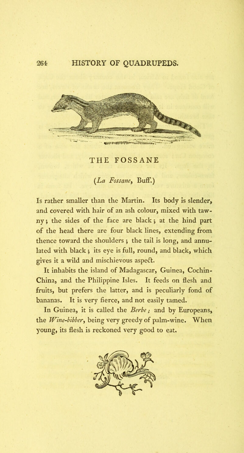 THE FOSSANE i^La Fossancy BufF.) Is rather smaller than the Martin. Its body is slender, and covered with hair of an ash colour, mixed with taw- ny ; the sides of the face are black j at the hind part of the head there are four black lines, extending from thence toward the shoulders ; the tail is long, and annu- lated with black; its eye is full, round, and black, which gives it a wild and mischievous aspect. It inhabits the island of Madagascar, Guinea, Cochin- China, and the Philippine Isles. It feeds on flesh and fruits, but prefers the latter, and is peculiarly fond of bananas. It is very fierce, and not easily tamed. In Guinea, it is called the Berhe; and by Europeans, the JVtne-bibbery being very greedy of palm-wine. When young, its flesh is reckoned very good to eat.