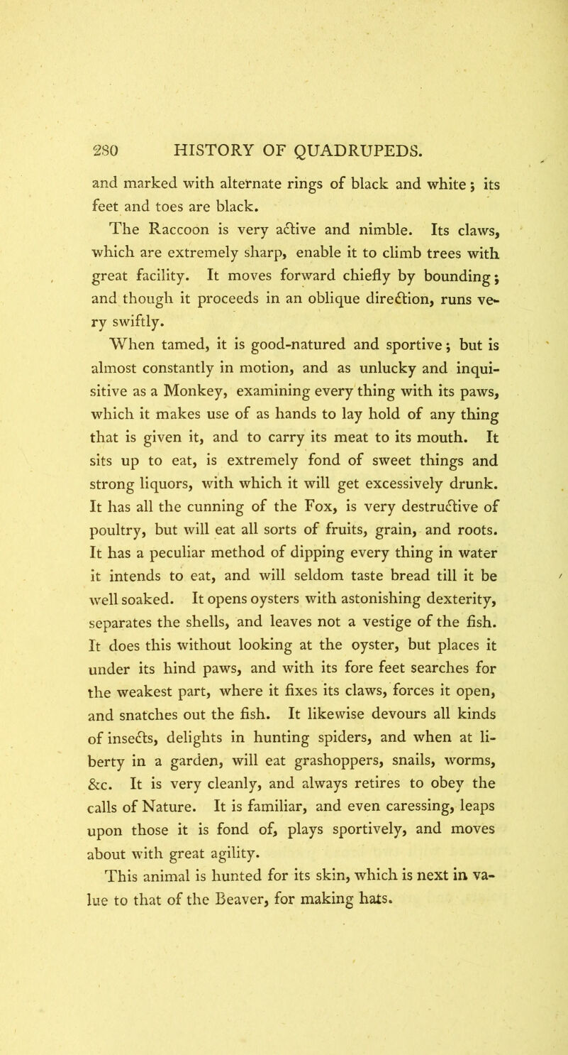 and marked with alternate rings of black and white; its feet and toes are black. The Raccoon is very a£live and nimble. Its claws, which are extremely sharp, enable it to climb trees with great facility. It moves forward chiefly by bounding; and though it proceeds in an oblique diredlion, runs ve- ry swiftly. When tamed, it is good-natured and sportive; but is almost constantly in motion, and as unlucky and inqui- sitive as a Monkey, examining every thing with its paws, which it makes use of as hands to lay hold of any thing that is given it, and to carry its meat to its mouth. It sits up to eat, is extremely fond of sweet things and strong liquors, with which it will get excessively drunk. It has all the cunning of the Fox, is very destructive of poultry, but will eat all sorts of fruits, grain, and roots. It has a peculiar method of dipping every thing in water it intends to eat, and will seldom taste bread till it be well soaked. It opens oysters with astonishing dexterity, separates the shells, and leaves not a vestige of the fish. It does this without looking at the oyster, but places it under its hind paws, and with its fore feet searches for the weakest part, where it fixes its claws, forces it open, and snatches out the fish. It likewise devours all kinds of inseCts, delights in hunting spiders, and when at li- berty in a garden, will eat grashoppers, snails, worms, &c. It is very cleanly, and always retires to obey the calls of Nature. It is familiar, and even caressing, leaps upon those it is fond of, plays sportively, and moves about with great agility. This animal is hunted for its skin, which is next in va- lue to that of the Beaver, for making hats.