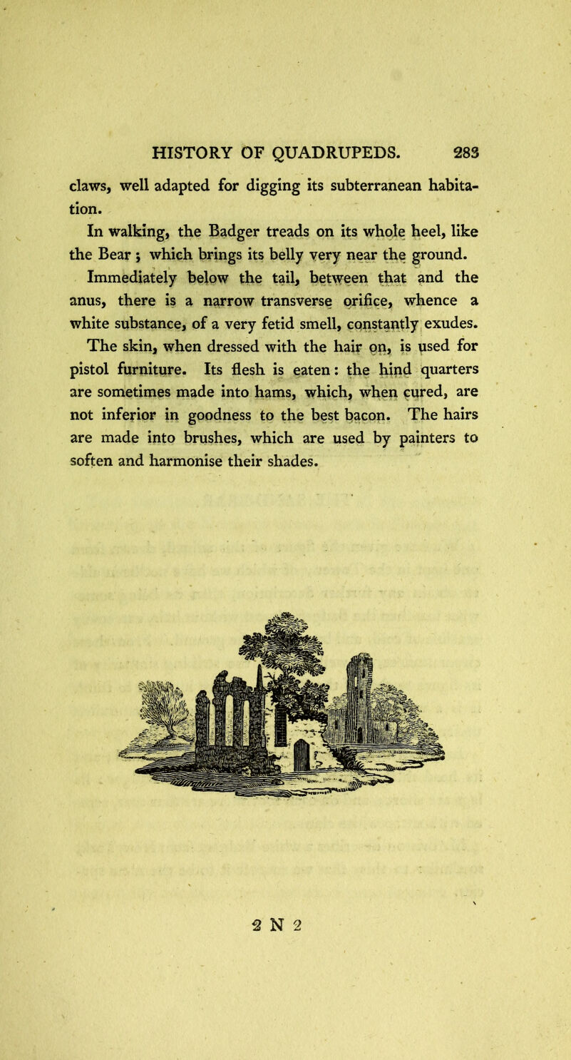 claws, well adapted for digging its subterranean habita- tion. In walking, the Badger treads on its whole heel, like the Bear ; which brings its belly very near the ground. Immediately below the tail, between that and the anus, there is a narrow transverse orifice, whence a white substance, of a very fetid smell, cpnstantly exudes. The skin, when dressed with the hair pn, is psed for pistol furniture. Its flesh is eaten: the hind quarters are sometimes made into hams, which, whep cured, are not inferior in goodness to the be^t bacon* The hairs are made into brushes, which are used by painters to soften and harmonise their shades. 2 N 2