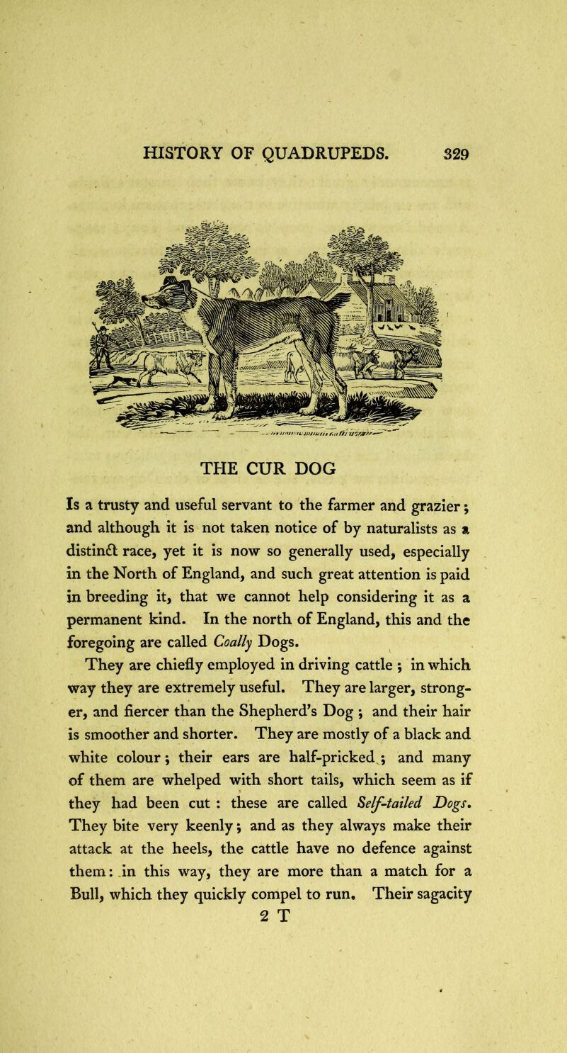 THE CUR DOG Is a trusty and useful servant to the farmer and grazier; and although it is not taken notice of by naturalists as a distin£l race, yet it is now so generally used, especially in the North of England, and such great attention is paid in breeding it, that we cannot help considering it as a permanent kind. In the north of England, this and the foregoing are called Coally Dogs. They are chiefly employed in driving cattle ; in which way they are extremely useful. They are larger, strong- er, and fiercer than the Shepherd^s Dog •, and their hair is smoother and shorter. They are mostly of a black and white colour; their ears are half-pricked^; and many of them are whelped with short tails, which seem as if they had been cut : these are called ^elf-tailed Dogs, They bite very keenly; and as they always make their attack at the heels, the cattle have no defence against them; .in this way, they are more than a match for a Bull, which they quickly compel to run. Their sagacity 2 T