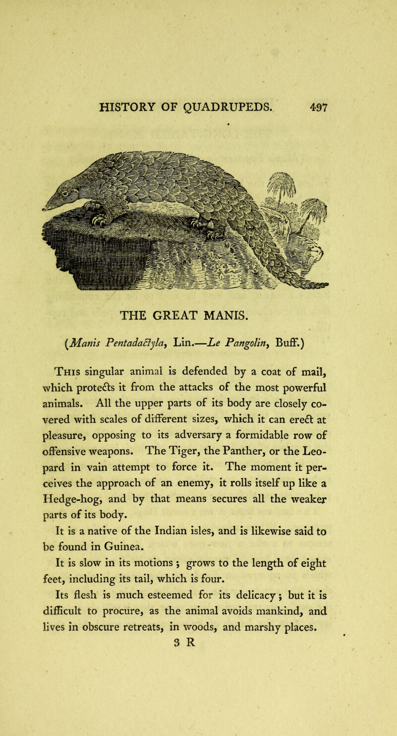 THE GREAT MANIS. {Manis PentadaByla^ Lin.—Le Pangolin^ Buff.) This singular animal is defended by a coat of mail, which protects it from the attacks of the most powerful animals. All the upper parts of its body are closely co- vered with scales of different sizes, which it can ere£t at pleasure, opposing to its adversary a formidable row of offensive weapons. The Tiger, the Panther, or the Leo- pard in vain attempt to force it. The moment it per- ceives the approach of an enemy, it rolls itself up like a Hedge-hog, and by that means secures all the weaker parts of its body. It is a native of the Indian isles, and is likewise said to be found in Guinea. It is slow in its motions ; grows to the length of eight feet, including its tail, which is four. Its flesh is much esteemed for its delicacy; but it is diflicult to procure, as the animal avoids mankind, and lives in obscure retreats, in woods, and marshy places. 3 R