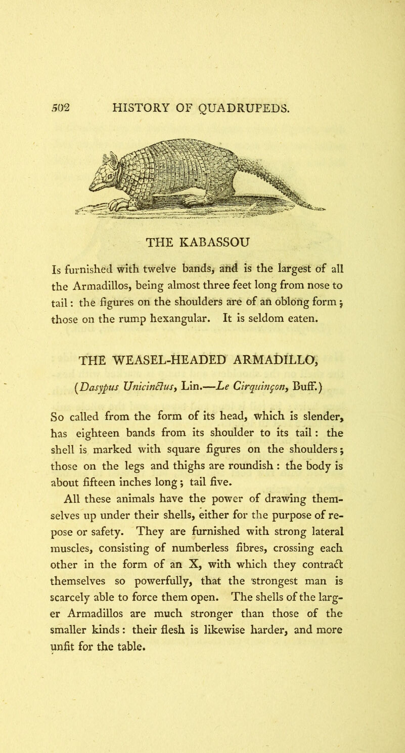 THE KABASSOU Is furnished with twelve bands, and is the largest of all the Armadillos, being almost three feet long from nose to tail: the figures on the shoulders are of an oblong form j those on the rump hexangular. It is seldom eaten. THE WEASEL-HEADED ARMADILLO, [Dasypus UnicinBusy Lin.—Le Cirquingony Buff.) So called from the form of its head, which is slender, has eighteen bands from its shoulder to its tail: the shell is marked with square figures on the shoulders; those on the legs and thighs are roundish : the body is about fifteen inches long; tail five. All these animals have the power of drawing them- selves up under their shells, either for the purpose of re- pose or safety. They are furnished with strong lateral muscles, consisting of numberless fibres, crossing each other in the form of an X, with which they contradl themselves so powerfully, that the strongest man is scarcely able to force them open. The shells of the larg- er Armadillos are much stronger than those of the smaller kinds: their flesh is likewise harder, and more unfit for the table.