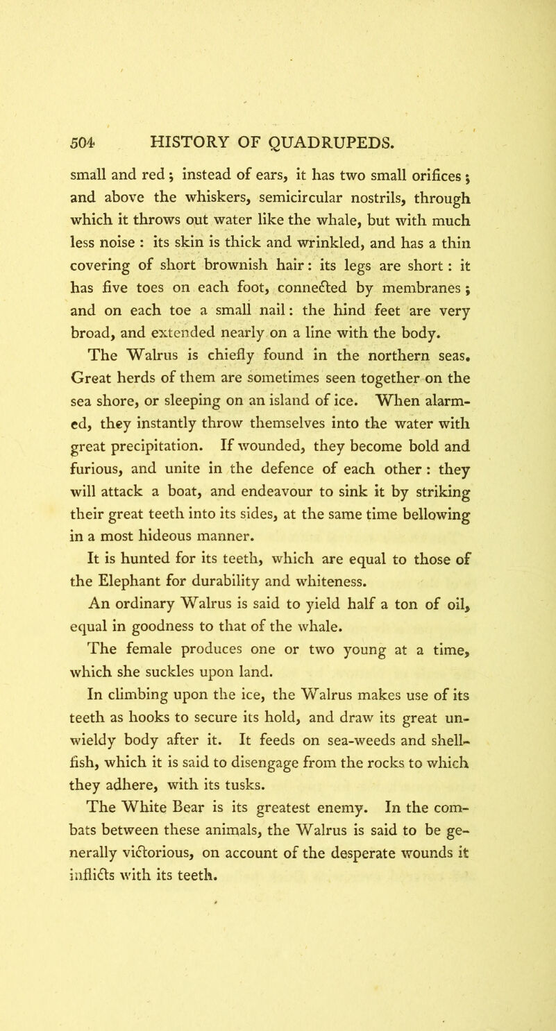 small and red ; instead of ears, it has two small orifices ; and above the whiskers, semicircular nostrils, through which it throws out water like the whale, but with much less noise : its skin is thick and wrinkled, and has a thin covering of short brownish hair: its legs are short: it has five toes on each foot, connected by membranes; and on each toe a small nail: the hind feet are very broad, and extended nearly on a line with the body. The Walrus is chiefly found in the northern seas. Great herds of them are sometimes seen together on the sea shore, or sleeping on an island of ice. When alarm- ed, they instantly throw themselves into the water with great precipitation. If wounded, they become bold and furious, and unite in the defence of each other: they will attack a boat, and endeavour to sink it by striking their great teeth into its sides, at the same time bellowing in a most hideous manner. It is hunted for its teeth, which are equal to those of the Elephant for durability and whiteness. An ordinary Walrus is said to yield half a ton of oil, equal in goodness to that of the whale. The female produces one or two young at a time, which she suckles upon land. In climbing upon the ice, the Walrus makes use of its teeth as hooks to secure its hold, and draw its great un- wieldy body after it. It feeds on sea-weeds and shell- fish, which it is said to disengage from the rocks to which they adhere, with its tusks. The White Bear is its greatest enemy. In the com- bats between these animals, the Walrus is said to be ge- nerally vidlorious, on account of the desperate wounds it iiiflidls with its teeth.