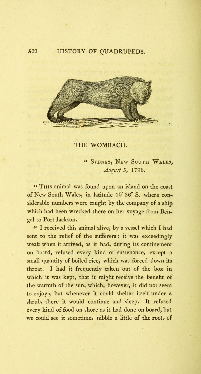 THE WOMBACH. Sydney, New South Wales, August 5, 1798. This animal was found upon an island on the coast of New South Wales, in latitude 4?0' 36^' S. where con- siderable numbers were caught by the company of a ship which had been wrecked there on her voyage from Ben- gal to Port Jackson. I received this animal alive, by a vessel which I had sent to the relief of the sufferers : it was exceedingly weak when it arrived, as it had, during its confinement on board, refused every kind of sustenance, except a small quantity of boiled rice, which was forced down its throat. I had it frequently taken out of the box in which it was kept, that it might receive the benefit of the warmth of the sun, which, however, it did not seem to enjoy; but whenever it could shelter itself under a shrub, there it would continue and sleep. It refused every kind of food on shore as it had done on board, but we could see it sometimes nibble a little of the roots of