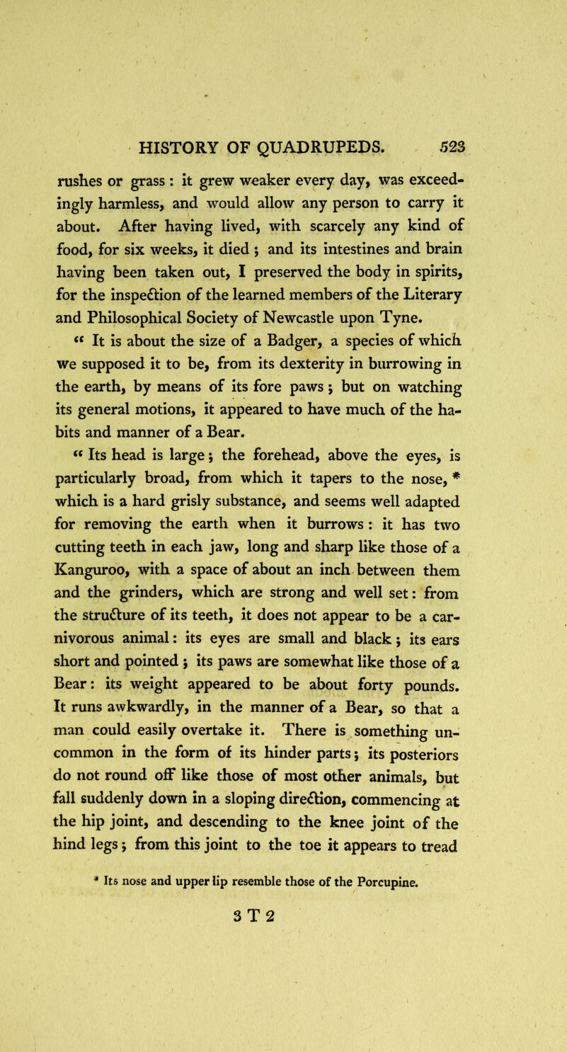 rushes or grass : it grew weaker every day, was exceed- ingly harmless, and would allow any person to carry it about. After having lived, with scarcely any kind of food, for six weeks, it died ; and its intestines and brain having been taken out, I preserved the body in spirits, for the inspedlion of the learned members of the Literary and Philosophical Society of Newcastle upon Tyne. It is about the size of a Badger, a species of which we supposed it to be, from its dexterity in burrowing in the earth, by means of its fore paws; but on watching its general motions, it appeared to have much of the ha- bits and manner of a Bear. Its head is large; the forehead, above the eyes, is particularly broad, from which it tapers to the nose, * which is a hard grisly substance, and seems well adapted for removing the earth when it burrows; it has two cutting teeth in each jaw, long and sharp like those of a Kanguroo, with a space of about an inch between them and the grinders, which are strong and well set: from the stru6lure of its teeth, it does not appear to be a car- nivorous animal: its eyes are small and black; its ears short and pointed ; its paws are somewhat like those of a Bear: its weight appeared to be about forty pounds. It runs awkwardly, in the manner of a Bear, so that a man could easily overtake it. There is , something un- common in the form of its hinder parts; its posteriors do not round off like those of most other animals, but fall suddenly down in a sloping direction, commencing at the hip joint, and descending to the knee joint of the hind legs; from this joint to the toe it appears to tread * Its nose and upper lip resemble those of the Porcupine. 3 T 2