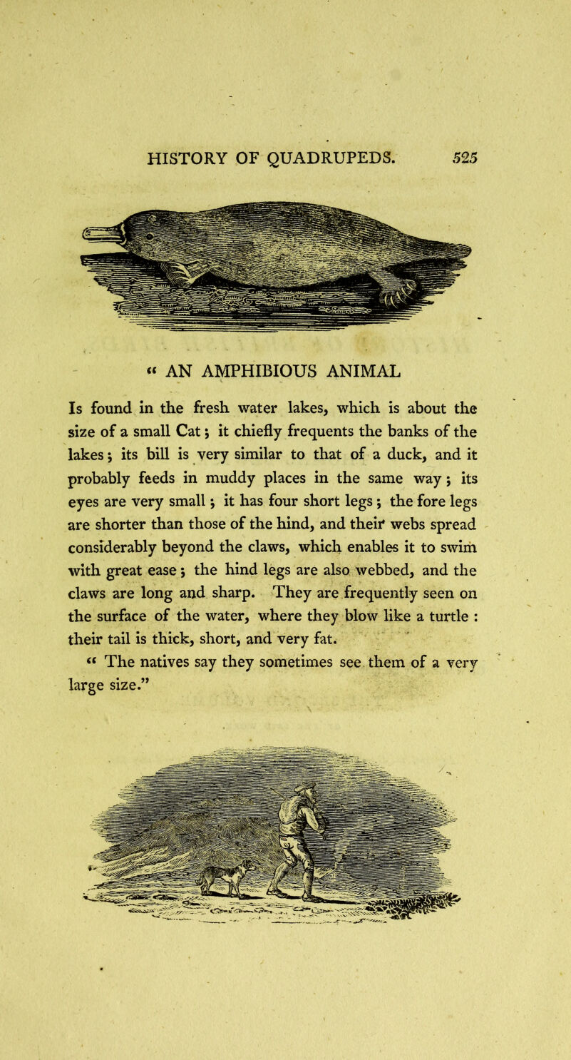 « AN AMPHIBIOUS ANIMAL Is found in the fresh water lakes, which is about the size of a small Cat it chiefly frequents the banks of the lakes •, its bill is very similar to that of a duck, and it probably feeds in muddy places in the same way; its eyes are very small; it has four short legs; the fore legs are shorter than those of the hind, and their* webs spread considerably beyond the claws, which enables it to swim with great ease; the hind legs are also webbed, and the claws are long and sharp. They are frequently seen on the surface of the water, where they blow like a turtle : their tail is thick, short, and very fat. The natives say they sometimes see them of a very large size.”