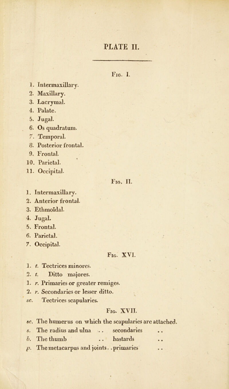 PLATE II Fig. I. 1. Intermaxillary. 2. Maxillary. 3. Lacrymal. 4. Palate. 5. Jugal. 6. Os quadratum. 7. Temporal. 8. Posterior frontal. 9. Frontal. 10. Parietal. 11. Occipital. Fio. II. 1. Intermaxillary. m 2. Anterior frontal. 3. Ethmoidal. 4. Jugal. 5. Frontal. 6. Parietal. 7. Occipital. Fig. XVI. 1. t. Tectrices minores. 2. t. Ditto majores. 1. r. Primaries or greater remiges. 2. r. Secondaries or lesser ditto. \ sc. Tectrices scapularies. Fig. XVII. sc. The humerus on which the scapularies are attached. s. The radius and ulna . . secondaries b. The thumb .. bastards p. The metacarpus and joints, .primaries