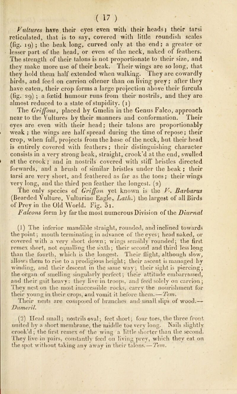 Vultures have their eyes even with their heads? their tarsi reticulated, that is to say, covered with little roundish scales (fig. 19) ; the Leak long, curved only at the end; a greater or lesser part of the head, or even of the neck, naked of feathers. The strength of their talons is not proportionate to their size, and they make more use of their beak. Their wings are so long, that they hold them half extended when walking. They are cowardly birds, and feed on carrion oftener than on living prey; after they have eaten, their crop forms a large projection above their lurcula (fig. 29) ; a foetid humour runs from their nostrils, and they are almost reduced to a state of stupidity. (1) The Griffons, placed by Gmelin in the Genus Falco, approach near to the V ultures by their manners and conformation. Their eyes are even with their head; their talons are proportionably weak ; the wings are half spread during the time of repose; their crop, when full, projects from the base of the neck, but their head is entirely covered with feathers; their distinguishing character consists in a very strong beak, straight, crook’d at the end, swelled at the crook; and in nostrils covered with stiff bristles directed forwards, and a brush of similar bristles under the beak ; their tarsi are very short, and feathered as far as the toes; their wings very long, and the third pen feather the longest. (2) The only species of Griffon yet known is the V. Barbaras (Bearded Vulture, Vulturine Eagle, Lath.) the largest of all Birds of Prey in the Old World. Fig. 3i. Falcons form by far the most numerous Division of the Diurnal (1) The inferior mandible straight, rounded, and inclined towards the point; mouth terminating in advance of the eyes; head naked, or covered with a very short down; wings sensibly rounded; the first remex short, not equalling the sixth; their second and third less long than the fourth, which is the longest. Their flight, although slow, allows them to rise to a prodigious height; their ascent h managed by winding, and their descent in the same wTay; their sight is piercing; the organ of smelling singularly perfect; their attitude embarrassed, and their gait heavy: they live in troops, and feed solely on carrion; They nest on the most inaccessible rocks, carry the nourishment for their young in their cFops, and vomit it before them. — Tern. Their nests are composed of branches and small slips of wrood.— Dnmeril. (2) Head small; nostrils oval; feet short; four toes, tlie three front united by a short membrane, the middle toe very long. Nails slightly crook’d; the first remex of the wing a little shorter than the second. They live in pairs, constantly feed on living prey, which they eat on the spot without taking any away in their talons. — Tem.