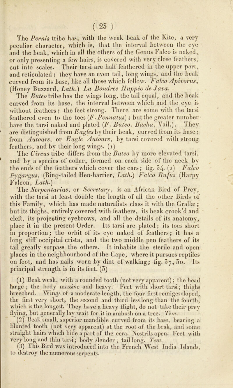 I l > The Pernis tribe has, with the weak beak of the Kite, a very peculiar character, which is, that the interval between the eye and the beak, which in all the others of the Genus Falco is naked, or only presenting a few hairs, is covered with very close feathers, cut into scales. Their tarsi are half feathered in the upper part, and reticulated ; they have an even tail, long wings, and the beak curved from its base, like all those which follow. Falco Apivoras, (Honey Buzzard, Lath.) La Bondrce H up pee de Java. The Buteo tribe has the wings long, the tail equal, and the beak curved from its base, the interval between which and the eye is without leathers ; the feet strong. There are some with the tarsi feathered even to the toes (F. Pennatus); but the greater number have the tarsi naked and plated (F. Buteo. Bacha, Vail.). They are distinguished from Eagles by their beak, curved from its base ; from Autours, or Eagle Autours, by tarsi covered with strong feathers, and by their long wings. (1) The Circus tribe differs from the Buteo by more elevated tarsi, and by a species of collar, formed on each side of the neck by the ends of the feathers which cover the ears; fig. 54- (2) Falco Pygargus, (Ring-tailed Hen-harrier, Lath.) Falco Rufus (Harpy Falcon, Lath.) . The Serpentarius, or Secretary, is an African Bird of Prey, with the tarsi at least double the length of all the other Birds of this Family, which has made naturalists class it with the Grallac; but its thighs, entirely covered with feathers, its beak crook’d and cleft, its projecting eyebrows, and all the details of its anatomy, place it in the present Order. Its tarsi are plated; its toes short in proportion; the orbit of its eye naked of feathers; it has a long stiff occipital crista, and the two middle pen leathers of its tail greatly surpass the others. It inhabits the sterile and open places in the neighbourhood of the Gape, where it pursues reptiles on foot, and has nails worn by dint of walking; fig. 07, 5o. Its principal strength is in its feet. (5) (1) BeakAveak, with a rounded tooth (not very apparent); the head large; the body massive and heavy. Feet with short tarsi; thighs breeched. Wings of a moderate length, the four first remigessloped, the first very short, the second and third less long than the fourth, which is the longest. They have a heavy flight, do not take their prey flying, but generally lay vvait for it in ambush on a tree. Tem. (2) Beak small, superior mandible curved from its base, bearing a blunted tooth (not very apparent) at the root of the beak, and some straight hairs which hide a part of the cera. Nostrils open. Feet with very long and thin tarsi; body slender ; tail long. Tem. (3) This Bird was introduced into the French West India Islands, to destroy the numerous serpents.