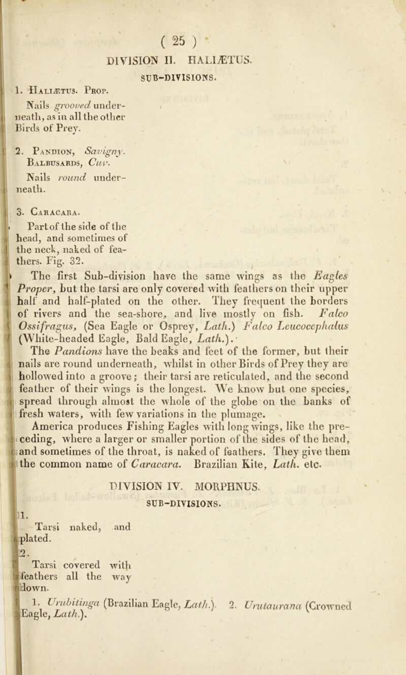 ( 25 ) DIVISION II. HALlvETUS. SUB-DIVISIONS. 1. Hali^tus. Prop. Nails grooved under- [ neatli, as in all the oilier Birds of Prey. 2. Pandion, Savigny. BaL BUS ARDS, Cm'. Nails round under- t neatli. ; 3. Caracara. * Part of llie side of the „ head, and sometimes of I the neck, naked of fea- thers. Fig. 32. ]» The first Sub-division have the same wings as the Eagles Proper, hut the tarsi are only covered with feathers on their upper half and half-plated on the other. They frequent the borders of rivers and the sea-shore, and live mostly on fish. Falco Ossifragus, (Sea Eagle or Osprey, Lath.) Falco Leucocephalus (White-headed Eagle, Bald Eagle, Lath.).' The Pandions have the beaks and feet of the former, but their i nails are round underneath, whilst in other Birds of Prey they are ! hollowed into a groove; their tarsi are reticulated, and the second , feather of their wings is the longest. We know but one species, i spread through almost the whole of the globe on the banks of ; fresh waters, with few variations in the plumage. America produces Fishing Eagles with long wings, like the pre- ceding, where a larger or smaller portion of the sides of the head, ; and sometimes of the throat, is naked of feathers. They give them the common name of Caracara. Brazilian Kite, Latli. etc. DIVISION IV. MORPHNUS. SUB-DIVISIONS. 1- Tarsi naked, and e plated. j 2. Tarsi covered with /( feathers all the way « down. I Frubitinga (Brazilian Eagle, Lath.). 2. Uruiaurana (Crowned ■Eagle, Lath).