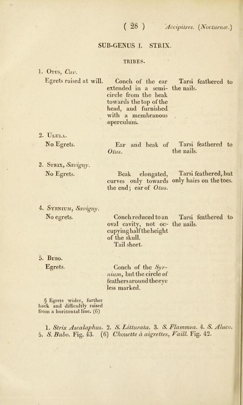 SUB-GE1NUS I. STRIX. 1. Otus, Cup. TRIBES. Egrets raised at will. Conch of the ear Tarsi feathered to > extended in a semi- the nails, circle from the beak towards the top of the head, and furnished with a membranous , operculum. 2. Ulula. No Egrets. Ear and beak of Tarsi feathered to Otus. the nails. 3. Strix, Savigny. No Egrets. Beak elongated, Tarsi feathered, but curves only towards only hairs on the toes, the end; ear of Otus. 4. Syrnium, Savigny. No ecrets. o Conch reduced to an Tarsi feathered to oval cavity, not oc- the nails, cupy in g half the height of the skull. Tail short. 5. Buro. Egrets. Conch of the Syr- nium, but the circle of feathers around the eye less marked. § Egrets wider, further hack and difficultly raised from a horizontal line. (6) 1. Strix Ascalaphus. 2. S. Litturata. 3. S. Flammea. 4. S. Alueo, 5. S. Bubo. Fig. 43. (6) Chouelte a aigrettes, Vaill. Fig. 42.