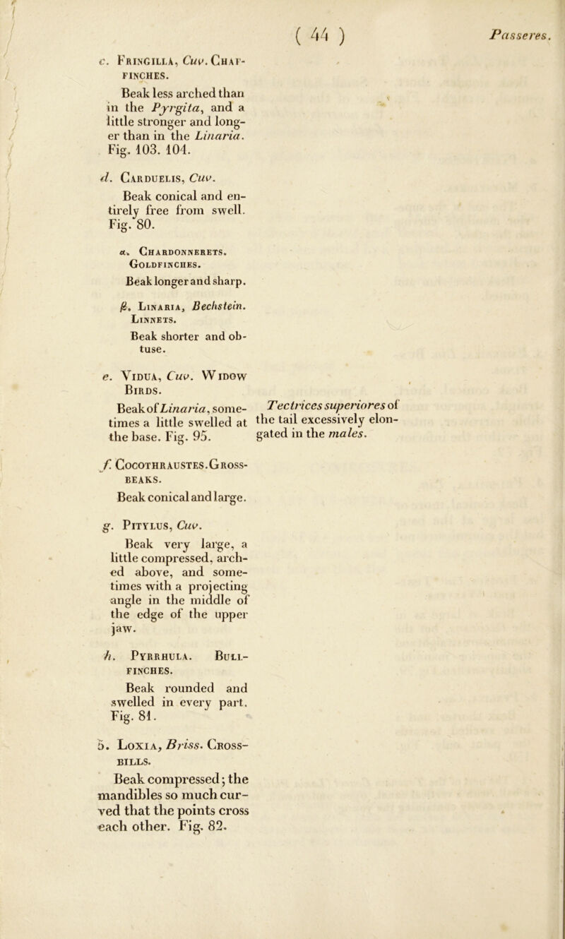 c. Fringilla, Cuv. Chaf- finches. Beak less arched than in the Pyrgita, and a little stronger and long- er than in the Linaria. Fig. 103. 104. d. Carduelis, Cuv. Beak conical and en- tirely free from swell. Fig. 80. «. Chardonnerets. Goldfinches. Beak longer and sharp. (£. Linaria, Bechstein. Linnets. Beak shorter and ob- tuse. e. Vidua, Cuv. Widow Birds. Beak of Linaria, some- Tectnces superioresoi times a little swelled at the tail excessively elon- the base. Fig. 95. gated 111 the males. f. Cocothraustes.Gross- beaks. Beak conical and large. g. Pitylus, Cuv. Beak very large, a little compressed, arch- ed above, and some- times with a projecting angle in the middle of the edge of the upper jaw. h. Pyrrhula. Bull- finches. Beak rounded and swelled in every part. Fig. 81. 5. Loxia, Briss. Cross- bills. Beak compressed; the mandibles so much cur- ved that the points cross each other. Fig. 82.