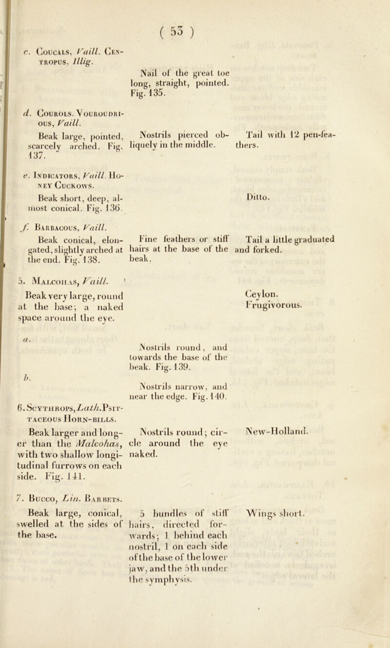c. Coucals, Vaill. Cen- TROPUS, lllig. Nail of the great toe long, straight, pointed. Fig. 135. d. COUKOLS. VOUROUDltl- ous, Vaill. Beak large, pointed, Nostrils pierced ob- scarcely arched. Fig. liquely in the middle. 137. e. Indicators, Vaill. Ho- ney Cuckows. Beak short, deep, al- most conical. Fig. 136. O f. Barbacous, Vaill. Beak conical, elon- Fine leathers or stiff gated, slightly arched at hairs at the base of the the end. Fig. 138. beak. 5. Majlcoiias, Vaill. Beak very large, round at the base; a naked space around the eye. a. b. 6. ScYTHROPS,Lat/l.P$lT- taceous Horn-bills. Beak larger and long- er than the Malcohasy with two shallow longi- tudinal furrows on each side. Fig. 1 11. 7. Bircco, Lin. Bar bets. Beak large, conical, swelled at the sides of the base. Nostrils round, and towards the base of the beak. Fig. 139. Nostrils narrow, and near the edge. Fig. 140. Nostrils round; cir- cle around the eye naked. 5 bundles of stiff hairs, directed for- wards; 1 behind each nostril, 1 on each side of the base of the lower jaw, and the 5th undei ! he symphysis. Tail with 12 pen-fea- thers. Ditto. Tail a little graduated and forked. Cey Ion. Frugivorous. New-Holland. Wings short.