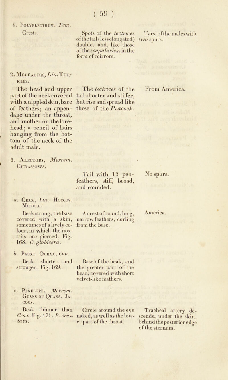 b. Polyplectrum, Tern. Crests. 2. Me leagris, Lin. Tur- KIES. The head and upper part of the neck covered with a nippled skin, hare of feathers j an appen- dage under the throat, and another on the fore- head ; a pencil of hairs hanging from the hot- tom of the neck of the adult male. 3. Alectors, Merrem. Curassows. a. Crax, Lin. Iioccos. Mitoux. Beak strong, the base covered with a skin, sometimes of a lively co- lour, in which the nos- trils are pierced. Fig. 168. C. globicera. b. Pauxi. Ourax, Cuv. Beak shorter and stronger. Fig. 169. c. Penelope, Merrem. Guans or Quans. Ja- coos. Beak thinner than Crax. Fig. 171. P. cres- tata. Spots of the tec trices oftlie tail (lesselongated) double, and, like those of \hescapularies, in the form of mirrors. The tectrices of the tail shorter and stiller, but rise and spread like those of the Peacock. Tail with 12 pen- feathers, stiff, broad, and rounded. A crest of round, long, narrow feathers, curling from the base. Base of the beak, and the greater part of the head, covered with short velvet-like feathers. Circle around the eye naked, as well as the low- er part of the throat. Tarsi of the males with two spurs. From America. No spurs. America. Tracheal artery de- scends, under the skin, behind theposterior edge of the sternum. f