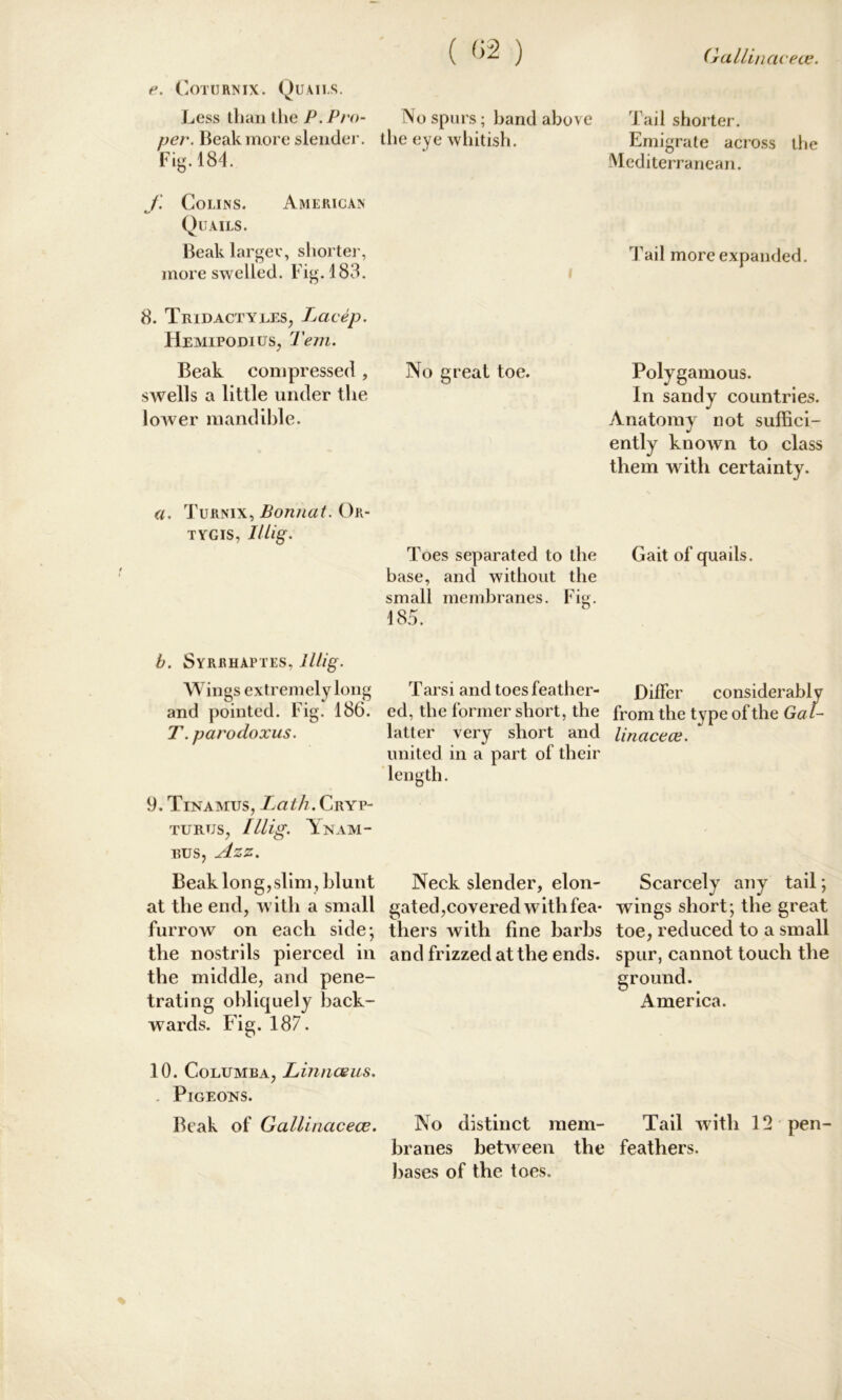 ( 02 ) (xctllinacece. e. Coturnix. Quails. Less than the P. Pro- per. Beak more slender. Fig. 184. /.’ Colins. American Quails. Beak larger, shorter, more swelled. Fig. 183. 8. Tridactyees, Lacep. Hemipodius, Tem. Beak compressed, swells a little under the lower mandible. a. Turnix, Bonnat. Or- tygis, //%. No spurs; band above the eye whitish. No great toe. Toes separated to the base, and without the small membranes. Fig. 185. Tail shorter. Emigrate across the Mediterranean. Tail more expanded. Polygamous. In sandy countries. Anatomy7 not suffici- ently known to class them with certainty. Gait of quails. b. Syrrhaptes, lllig. Wings extremely long Tarsi and toes feather- Differ considerably and pointed. Fig. 186. ed, the former short, the from the type of the Gal- T. parodoxus. latter very short and Unacece. united in a part of their length. 9. Tinamus, Lath. Cryp- turtjs, Illig. Ynam- bus, Azz. Beak long,slim , blunt Neck slender, elon- at the end, with a small gated,covered withfea* furrow on each side-, thers with fine barbs the nostrils pierced in and frizzed at the ends, the middle, and pene- trating obliquely back- wards. Fig. 187. v any tail; Drt; the great cecl to a small not touch the 10. Columba, Linnaeus. . Pigeons. Beak of Gallinacece. No distinct mem- Tail with 12 pen- branes between the feathers, bases of the toes.