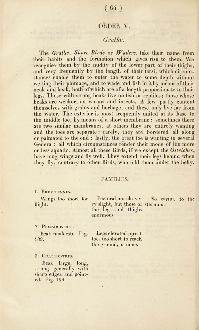 ORDER V. Q ratios. The Gratia?, Shore-Birds or Waders, take their name from their habits and the formation which gives rise to them. We recognise them by the nudity of the lower part of their thighs, and very frequently by the length of their tarsi, which circum- stances enable them to enter the water to some depth without wetting their plumage, and to wade and fish in it by means of their neck and beak* both of which are of a length proportionate to their legs. Those with strong beaks live on fish or reptiles; those whose beaks are weaker, on worms and insects. A few partly content themselves with grains and herbage, and these only live far from the water. The exterior is most frequently united at its base to the middle toe, by means of a short membrane ; sometimes there are two similar membranes, at others they are entirely wanting and the toes are separate; rarely, they are bordered all along or palmated to the end ; lastly, the great toe is wanting in several Genera : all which circumstances render their mode of life more or less aquatic. Almost all these Birds, if we except the Ostriches, have long wings and fly well. They extend their legs behind when they fly, contrary to other Birds, who fold them under the belly. 1. Brevipennes. Wings too short for flight. 2. PrESSIROSTRES. Beak moderate. Fig. 189. 3. Culti rostres. Beak large, long, strong, generally with sharp edges, and point- ed. Fig. 199. FAMILIES. Pectoral muscles ve- ry slight, but those of the legs and thighs enormous. Legs elevated; great toes too short to reach the ground, or none. No carina to the sternum.