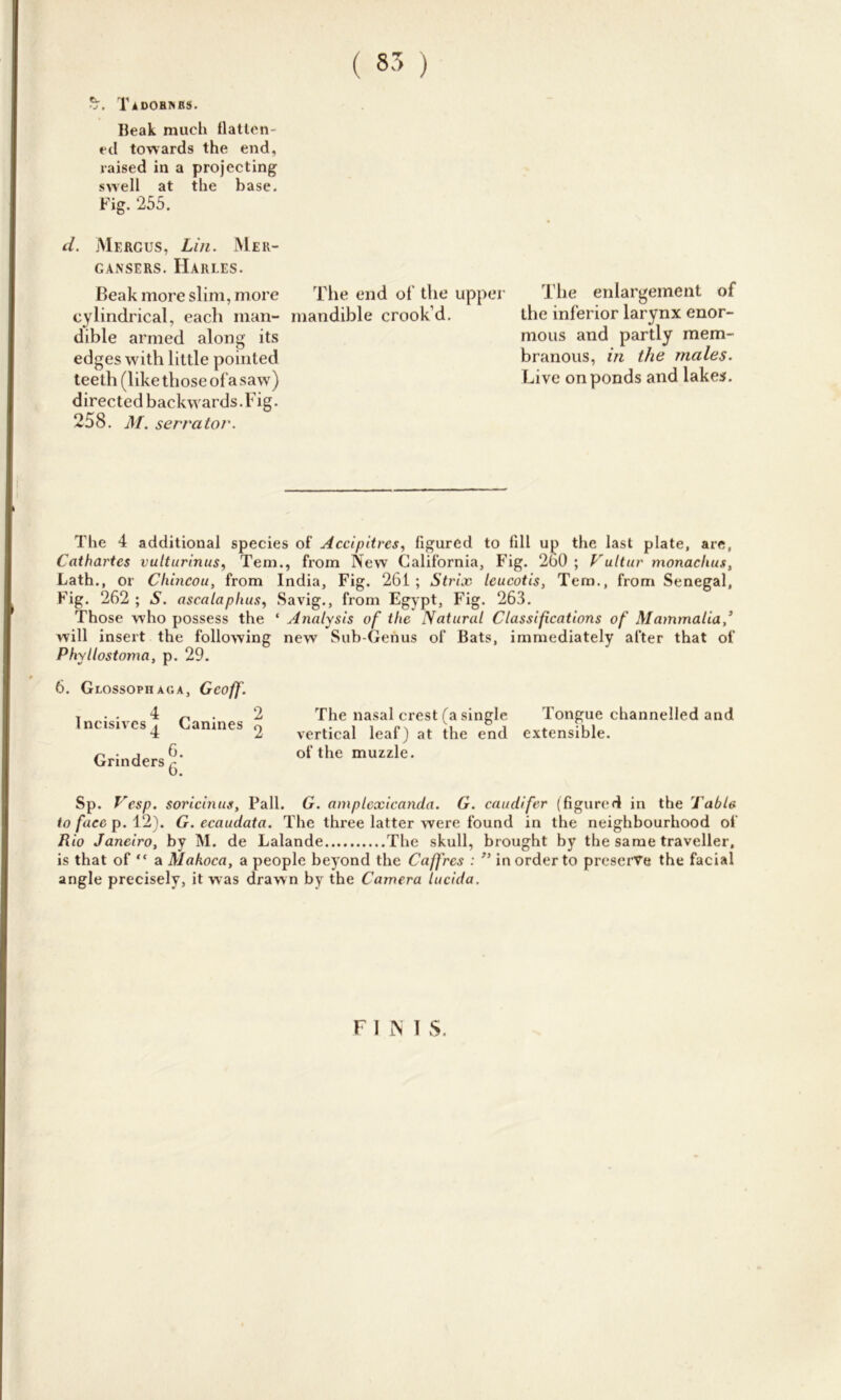 S’. Tadobinbs. Beak much flatten- eel towards the end, raised in a projecting swell at the base. d. jMercus, Lin. Mer- gansers. Harles. Beak more slim, more The end of the upper The enlargement of directed backwards.Fig. 258. M. serrator. The 4 additional species of Accipitres, figured to fill up the last plate, are, Cathartes vulturinus, Tem., from New California, Fig. 260 ; Vultur monaclius, Lath., or Chincou, from India, Fig. 261; Strix leucotis, Tem., from Senegal, Fig. 262 ; S. ascalaplius, Savig., from Egypt, Fig. 263. Those who possess the * Analysis of the Natural Classifications of Mammalia,* will insert the following new Sub-Genus of Bats, immediately after that of Phyllostoma, p. 29. 6. Glossophaga, Geoff. Fig. 255. cylindrical, each man- mandible crook’d. dible armed along its edges with little pointed teeth (like those of a saw) the inferior larynx enor- mous and partly mem- branous, in the males. Live on ponds and lakes. The nasal crest (a single Tongue channelled and vertical leaf) at the end extensible, of the muzzle. Grinders 6. Sp. Vesp. soricinus, Pall. G. amplcxicanda. G. caudifer (figured in the Table to face p. 12). G. ecaudata. The three latter were found in the neighbourhood of Rio Janeiro, by M. de Lalande The skull, brought by the same traveller, is that of “ a Makoca, a people beyond the Caff res : ” in order to preserve the facial angle precisely, it was drawn by the Camera lucida. FIJN1 S.