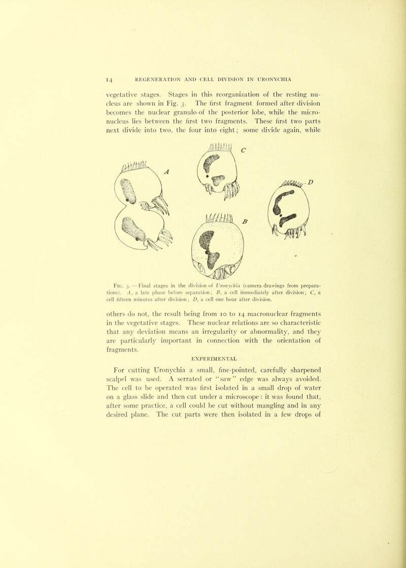 vegetative stages. Stages in this reorganization of the resting nu- cleus are shown in Fig. 3. The hrst fragment formed after division liecomes the nuclear granule-of the posterior lobe, while the micro- nucleus lies between the first two fragments. These first two parts next divide into two, the four into eight; some divide again, while Fig. 3. — Final stages in the division of Uronychia (camera drawings from prepara- tions). .1, a late phase before separation; B, a cell immediately after division; C, a cell fifteen minutes after division; D, a cell one hour after division. others do not, the result being from 10 to 14 macronuclear fragments in the vegetative stages. These nuclear relations are so characteristic that any deviation means an irregularity or abnormality, and they are particularly important in connection with the orientation of fragments. EXPERIMENTAL For cutting Uronychia a small, fine-pointed, carefully sharpened scalpel was used. A serrated or “saw” edge was always avoided. The cell to be operated was first isolated in a small drop of water on a glass slide and then cut under a microscope: it was found that, after some practice, a cell could be cut without mangling and in any desired plane. The cut parts were then isolated in a few drops of