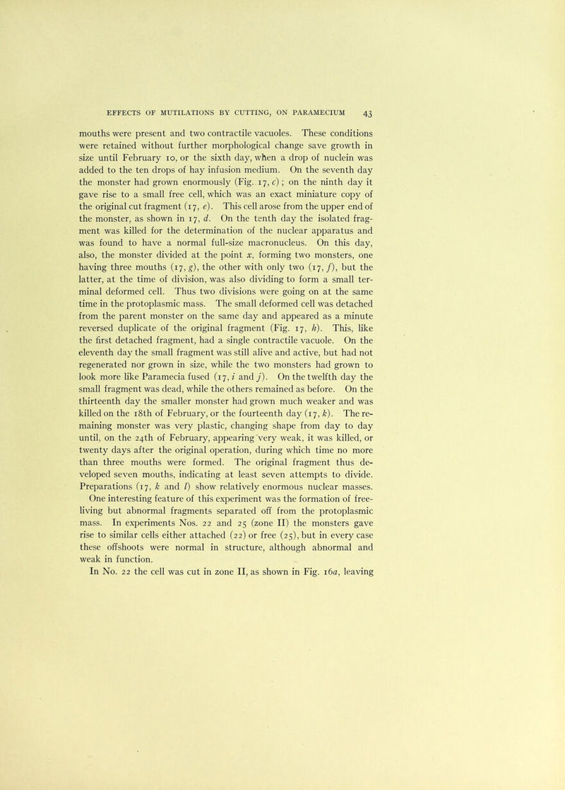 mouths were present and two contractile vacuoles. These conditions were retained without further morphological change save growth in size until February lo, or the sixth day, when a drop of nuclein was added to the ten drops of hay infusion medium. On the seventh day the monster had grown enormously (Fig.. 17, c); on the ninth day it gave rise to a small free cell, which was an exact miniature copy of the original cut fragment (17, e). This cell arose from the upper end of the monster, as shown in 17, d. On the tenth day the isolated frag- ment was killed for the determination of the nuclear apparatus and was found to have a normal full-size macronucleus. On this day, also, the monster divided at the point x, forming two monsters, one having three mouths (17, g), the other with only two (17, /), but the latter, at the time of division, was also dividing to form a small ter- minal deformed cell. Thus two divisions were going on at the same time in the protoplasmic mass. The small deformed cell was detached from the parent monster on the same day and appeared as a minute reversed duplicate of the original fragment (Fig. 17, h). This, like the first detached fragment, had a single contractile vacuole. On the eleventh day the small fragment was still alive and active, but had not regenerated nor grown in size, while the two monsters had grown to look more like Paramecia fused (17, f and j). On the twelfth day the small fragment was dead, while the others remained as before. On the thirteenth day the smaller monster had grown much weaker and was killed on the i8th of February, or the fourteenth day (17, k). The re- maining monster was very plastic, changing shape from day to day until, on the 24th of February, appearing very weak, it was killed, or twenty days after the original operation, during which time no more than three mouths were formed. The original fragment thus de- veloped seven mouths, indicating at least seven attempts to divide. Preparations (17, ^ and 1) show relatively enormous nuclear masses. One interesting feature of this experiment was the formation of free- living but abnormal fragments separated off from the protoplasmic mass. In experiments Nos. 22 and 25 (zone II) the monsters gave rise to similar cells either attached (22) or free (25), but in every case these offshoots were normal in structure, although abnormal and weak in function. In No. 22 the cell was cut in zone II, as shown in Fig. i6a, leaving