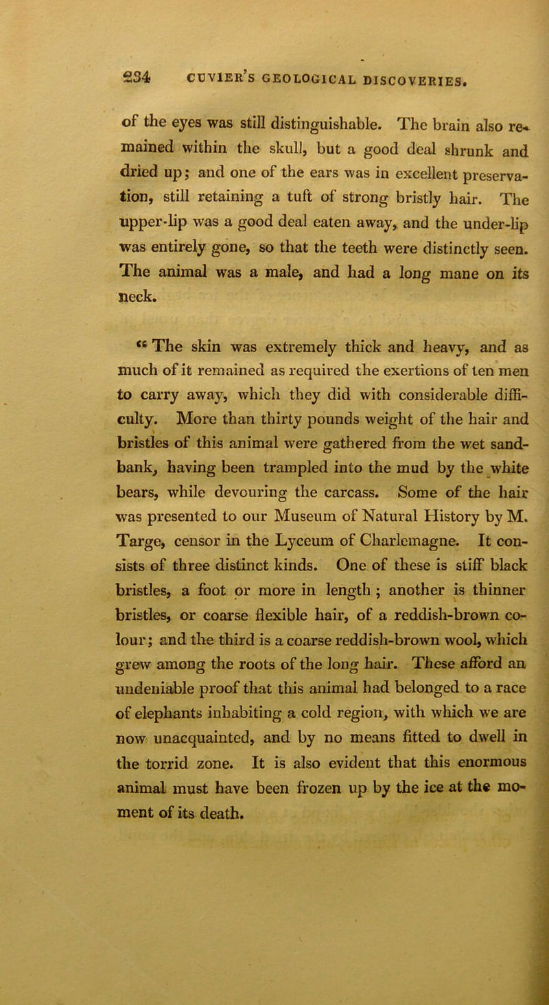 of the eyes was still distinguishable. The brain also re* mained within the skull, but a good deal shrunk and dried up; and one of the ears was in excellent preserva- tion, still retaining a tuft of strong bristly hair. The upper-lip was a good deal eaten away, and the under-lip was entirely gone, so that the teeth were distinctly seen. The animal was a male, and had a long mane on its neck. <s The skin was extremely thick and heavy, and as much of it remained as required the exertions of ten men to carry away, which they did with considerable diffi- culty. More than thirty pounds weight of the hair and bristles of this animal were gathered from the wet sand- bank, having been trampled into the mud by the white bears, while devouring the carcass. Some of the hair was presented to our Museum of Natural History by M. Targe, censor in the Lyceum of Charlemagne. It con- sists of three distinct kinds. One of these is stiff black bristles, a foot or more in length ; another is thinner bristles, or coarse flexible hair, of a reddish-brown co- lour; and the third is a coarse reddish-brown wool, which grew among the roots of the long hair. These afford an undeniable proof that this animal had belonged to a race of elephants inhabiting a cold region, with which we are now unacquainted, and by no means fitted to dwell in the torrid zone. It is also evident that this enormous animal must have been frozen up by the ice at the mo- ment of its death.