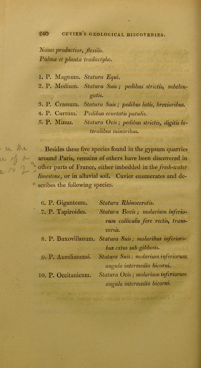 Nasus production Jiexilis. i Palma et plant a tradactyla. 1. P. Magnum. Statura Equi. 2. P. Medium. Statura Suis ; pedibus slrictis, subelon- gatis. 3. P. Crassum. Statura Suis; pedibus latis, brevioribus. 4. P. Curtum. Pedibus ecurtatis patulis. 5. P. Minus. Statura Ovis; pedibus strictis, digitis la- teralibus minoribus. Besides these five species found in the gypsum quarries around Paris, remains of others have been discovered in ' other parts of France, either imbedded in the fresh-water limestone, or in alluvial soil. Cuvier enumerates and de- scribes the following species. 6. P. Giganteum. 7. P. Tapiroides. 8. P. Buxovillanum. 9. P. Aurelianensi. 10. P. Occitanicum. Statura Rhinocerotis. Statura Bovis ; molarium inferio- rum colliculis fere rectis, trans- versis. Statura Suis; molaribus inferiori- bus extus sub gibbosis. Statura Suis; molarium inferiorum angulo intennedio bieorni. Statura Ovis; molarium inf eriorum angulo intermedio bicorm.