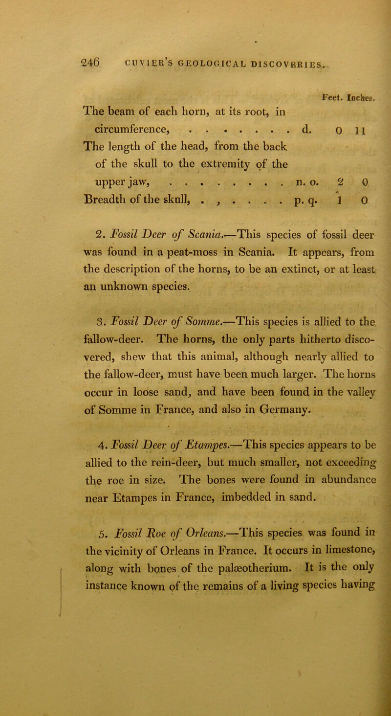 Feel. Inches. The beam of each horn, at its root, in circumference, d. Oil The length of the head, from the back of the skull to the extremity of the upper jaw, . . n. o. 2 0 0 Breadth of the skull, p. q. ] 0 2. Fossil Deer of Scania.—This species of fossil deer was found in a peat-moss in Scania. It appears, from the description of the horns, to be an extinct, or at least an unknown species. 3. Fossil Deer of Somme.—This species is allied to the fallow-deer. The horns, the only parts hitherto disco- vered, shew that this animal, although nearly allied to the fallow-deer, must have been much larger. The horns occur in loose sand, and have been found in the valley of Somme in France, and also in Germany. 4. Fossil Deer of Etampes.—This species appears to be allied to the rein-deer, but much smaller, not exceeding the roe in size. The bones were found in abundance near Etampes in France, imbedded in sand. 5. Fossil Roe of Orleans.—This species was found in the vicinity of Orleans in France. It occurs in limestone, along with bones of the palaeotherium. It is the only instance known of the remains of a living species having