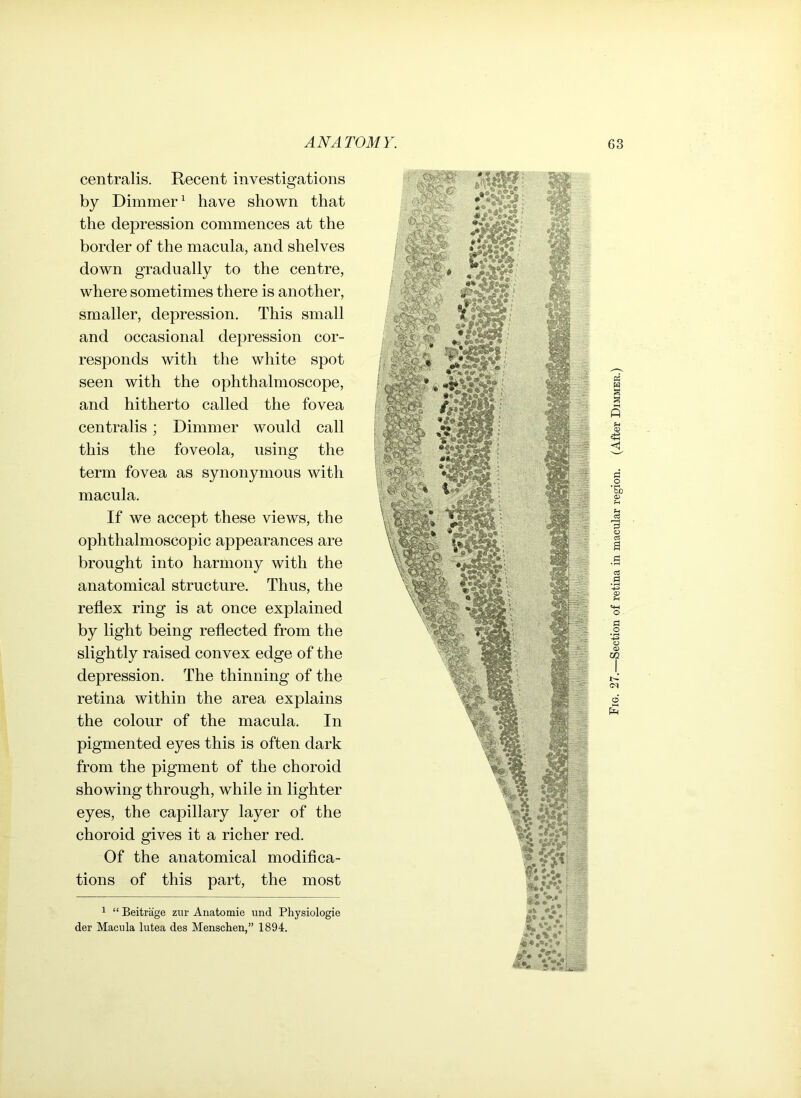 centralis. Recent investigations by Dimmer1 have shown that the depression commences at the border of the macula, and shelves down gradually to the centre, where sometimes there is another, smaller, depression. This small and occasional depression cor- responds with the white spot seen with the ophthalmoscope, and hitherto called the fovea centralis; Dimmer would call this the foveola, using the term fovea as synonymous with macula. If we accept these views, the ophthalmoscopic appearances are brought into harmony with the anatomical structure. Thus, the reflex ring is at once explained by light being reflected from the slightly raised convex edge of the depression. The thinning of the retina within the area explains the colour of the macula. In pigmented eyes this is often dark from the pigment of the choroid showing through, while in lighter eyes, the capillary layer of the choroid gives it a richer red. Of the anatomical modifica- tions of this part, the most 1 “ Beitrage zur Anatomie und Physiologie der Macula lutea des Menschen,” 1894. Fig. 27.—Section of retina in macular region. (After Dimmer.)