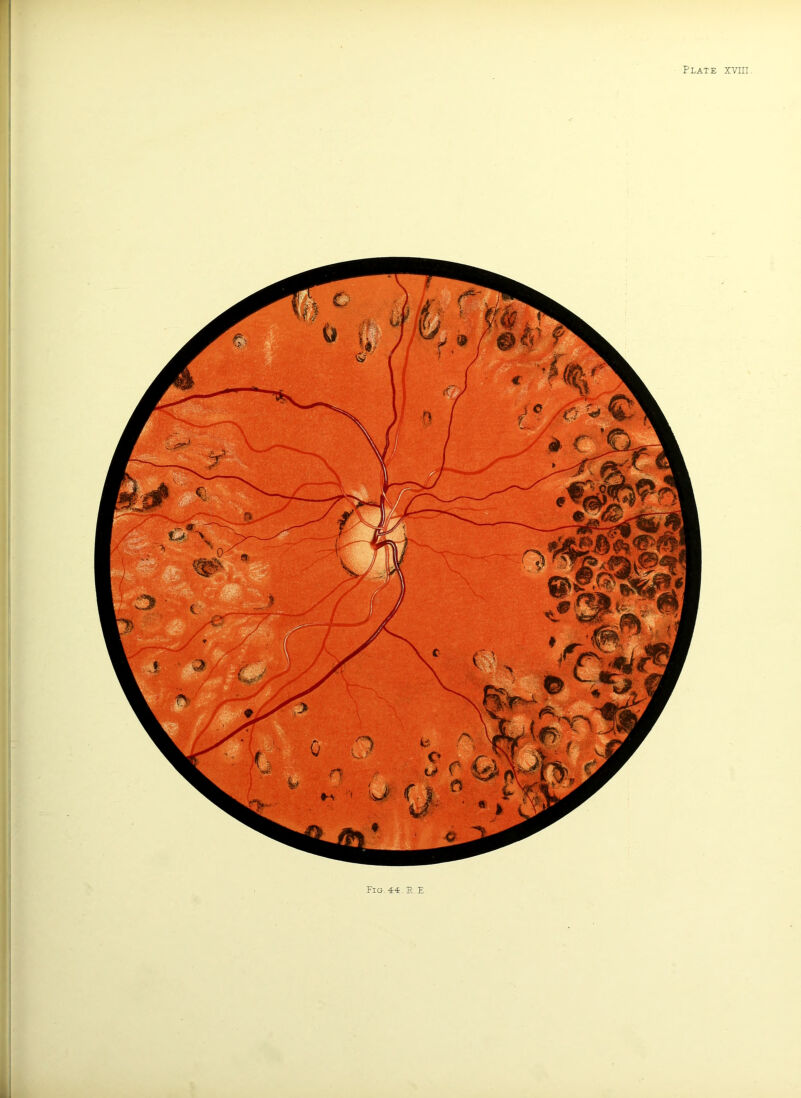 Jr1 Fig. 44. B. E