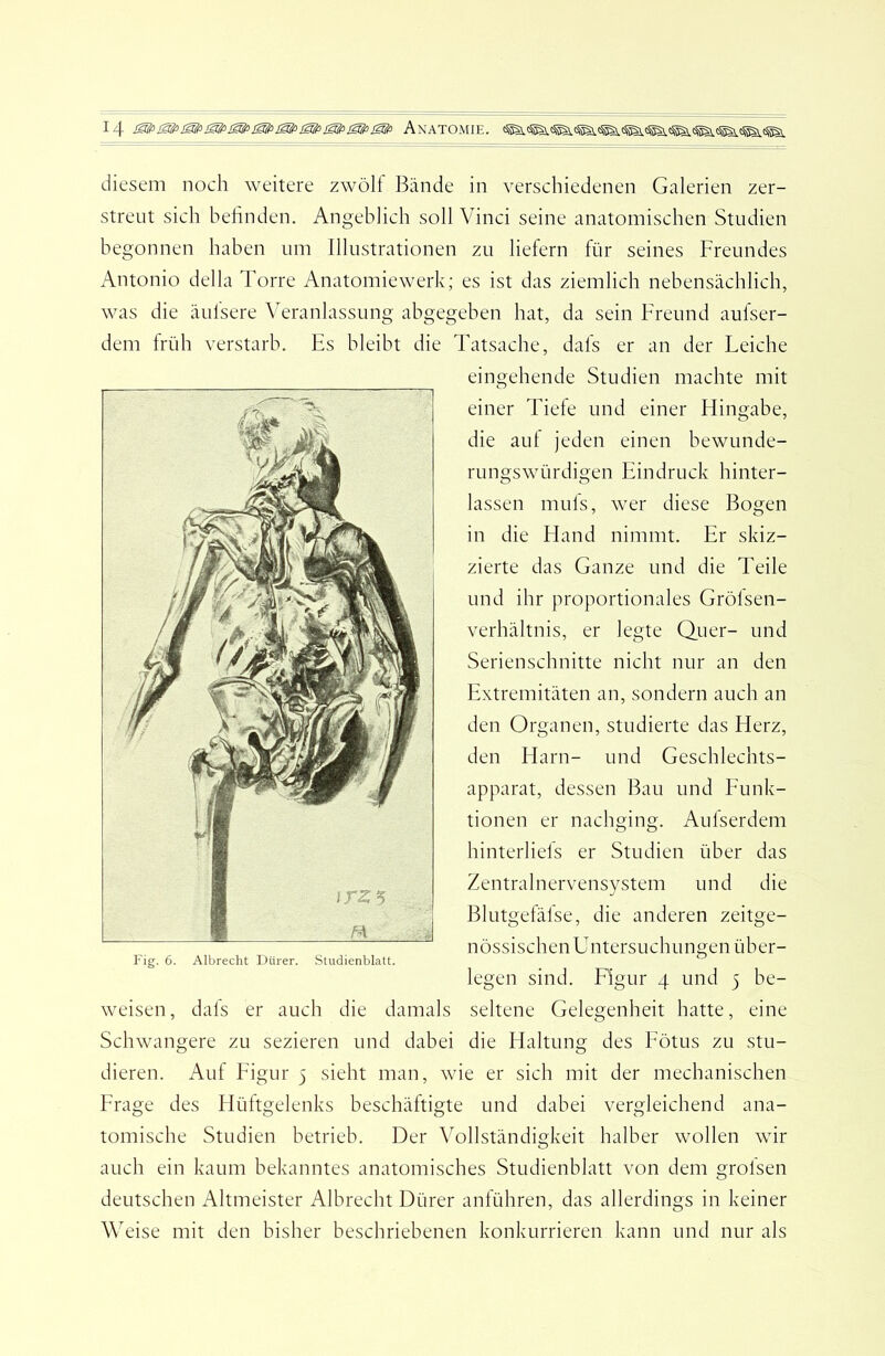 diesem noch weitere zwölf Bände in verschiedenen Galerien zer- streut sich befinden. Angeblich soll Vinci seine anatomischen Studien begonnen haben um Illustrationen zu liefern für seines Freundes Antonio della Torre Anatomiewerk; es ist das ziemlich nebensächlich, was die äufsere Veranlassung abgegeben hat, da sein Freund aufser- dem früh verstarb. Es bleibt die Tatsache, dafs er an der Leiche eingehende Studien machte mit einer Tiefe und einer Hingabe, die auf jeden einen bewunde- rungswürdigen Eindruck hinter- lassen muls, wer diese Bogen in die Hand nimmt. Er skiz- zierte das Ganze und die Teile und ihr proportionales Grölsen- verhältnis, er legte Quer- und Serienschnitte nicht nur an den Extremitäten an, sondern auch an den Organen, studierte das Herz, den Harn- und Geschlechts- apparat, dessen Bau und Funk- tionen er nachging. Aulserdem hinterliefs er Studien über das Zentralnervensystem und die Blutgefäfse, die anderen zeitge- n ö s s i s c h e n U n t er s u ch u n gen ü b er- legen sind. Rgur 4 und 5 be- weisen, dals er auch die damals seltene Gelegenheit hatte, eine Schwangere zu sezieren und dabei die Haltung des Fötus zu stu- dieren. Auf Figur 5 sieht man, wie er sich mit der mechanischen Frage des Flüftgelenks beschäftigte und dabei vergleichend ana- tomische Studien betrieb. Der Vollständigkeit halber wollen wir auch ein kaum bekanntes anatomisches Studienblatt von dem grolsen deutschen Altmeister Albrecht Dürer anführen, das allerdings in keiner Weise mit den bisher beschriebenen konkurrieren kann und nur als