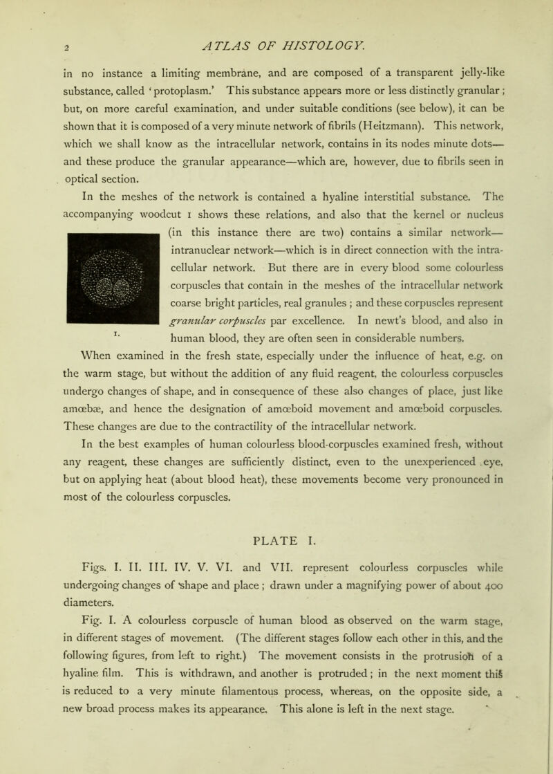 2 in no instance a limiting membrane, and are composed of a transparent jelly-like substance, called ‘ protoplasm.’ This substance appears more or less distinctly granular ; but, on more careful examination, and under suitable conditions (see below), it can be shown that it is composed of a very minute network of fibrils (Heitzmann). This network, which we shall know as the intracellular network, contains in its nodes minute dots— and these produce the granular appearance—which are, however, due to fibrils seen in optical section. In the meshes of the network is contained a hyaline interstitial substance. The accompanying woodcut i shows these relations, and also that the kernel or nucleus (in this instance there are two) contains a similar network— intranuclear network—which is in direct connection with the intra- cellular network. But there are in every blood some colourless corpuscles that contain in the meshes of the intracellular network coarse bright particles, real granules ; and these corpuscles represent granular corpuscles par excellence. In newt’s blood, and also in human blood, they are often seen in considerable numbers. When examined in the fresh state, especially under the influence of heat, e.g. on the warm stage, but without the addition of any fluid reagent, the colourless corpuscles undergo changes of shape, and in consequence of these also changes of place, just like amoebae, and hence the designation of amoeboid movement and amoeboid corpuscles. These changes are due to the contractility of the intracellular network. In the best examples of human colourless blood-corpuscles examined fresh, without any reagent, these changes are sufficiently distinct, even to the unexperienced eye, but on applying heat (about blood heat), these movements become very pronounced in most of the colourless corpuscles. PLATE I. Figs. I. II. III. IV. V. VI. and VII. represent colourless corpuscles while undergoing changes of *shape and place ; drawn under a magnifying power of about 400 diameters. Fig. I. A colourless corpuscle of human blood as observed on the warm stage, in different stages of movement. (The different stages follow each other in this, and the following figures, from left to right.) The movement consists in the protrusioh of a hyaline film. This is withdrawn, and another is protruded; in the next moment thiS is reduced to a very minute filamentous process, whereas, on the opposite side, a new broad process makes its appearance. This alone is left in the next stage.