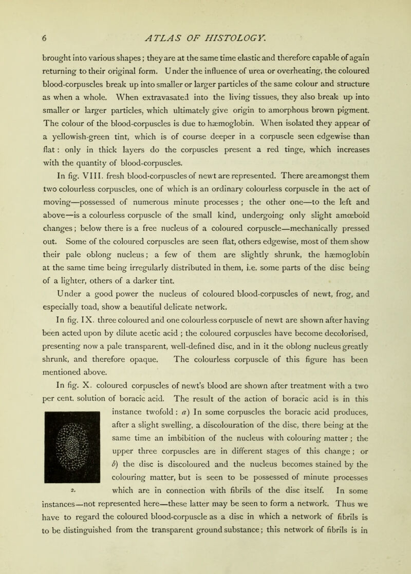 brought into various shapes; they are at the same time elastic and therefore capable of again returning to their original form. Under the influence of urea or overheating, the coloured blood-corpuscles break up into smaller or larger particles of the same colour and structure as when a whole. When extravasated into the living tissues, they also break up into smaller or larger particles, which ultimately give origin to amorphous brown pigment. The colour of the blood-corpuscles is due to haemoglobin. When isolated they appear of a yellowish-green tint, which is of course deeper in a corpuscle seen edgewise than flat : only in thick layers do the corpuscles present a red tinge, which increases with the quantity of blood-corpuscles. In fig. VIII. fresh blood-corpuscles of newt are represented. There are amongst them two colourless corpuscles, one of which is an ordinary colourless corpuscle in the act of moving—possessed of numerous minute processes ; the other one—to the left and above—is a colourless corpuscle of the small kind, undergoing only slight amoeboid changes; below there is a free nucleus of a coloured corpuscle—mechanically pressed out. Some of the coloured corpuscles are seen flat, others edgewise, most of them show their pale oblong nucleus; a few of them are slightly shrunk, the haemoglobin at the same time being irregularly distributed in them, i.e. some parts of the disc being of a lighter, others of a darker tint. U nder a good power the nucleus of coloured blood-corpuscles of newt, frog, and especially toad, show a beautiful delicate network. In fig. IX. three coloured and one colourless corpuscle of newt are shown after having been acted upon by dilute acetic acid ; the coloured corpuscles have become decolorised, presenting now a pale transparent, well-defined disc, and in it the oblong nucleus greatly shrunk, and therefore opaque. The colourless corpuscle of this figure has been mentioned above. In fig. X. coloured corpuscles of newt’s blood are shown after treatment with a two per cent, solution of boracic acid. The result of the action of boracic acid is in this instance twofold : a) In some corpuscles the boracic acid produces, after a slight swelling, a discolouration of the disc, there being at the same time an imbibition of the nucleus with colouring matter ; the upper three corpuscles are in different stages of this change ; or 6) the disc is discoloured and the nucleus becomes stained by the colouring matter, but is seen to be possessed of minute processes which are in connection with fibrils of the disc itself. In some instances—not represented here—these latter may be seen to form a network. Thus we have to regard the coloured blood-corpuscle as a disc in which a network of fibrils is to be distinguished from the transparent ground substance; this network of fibrils is in ■ 1 • 2.