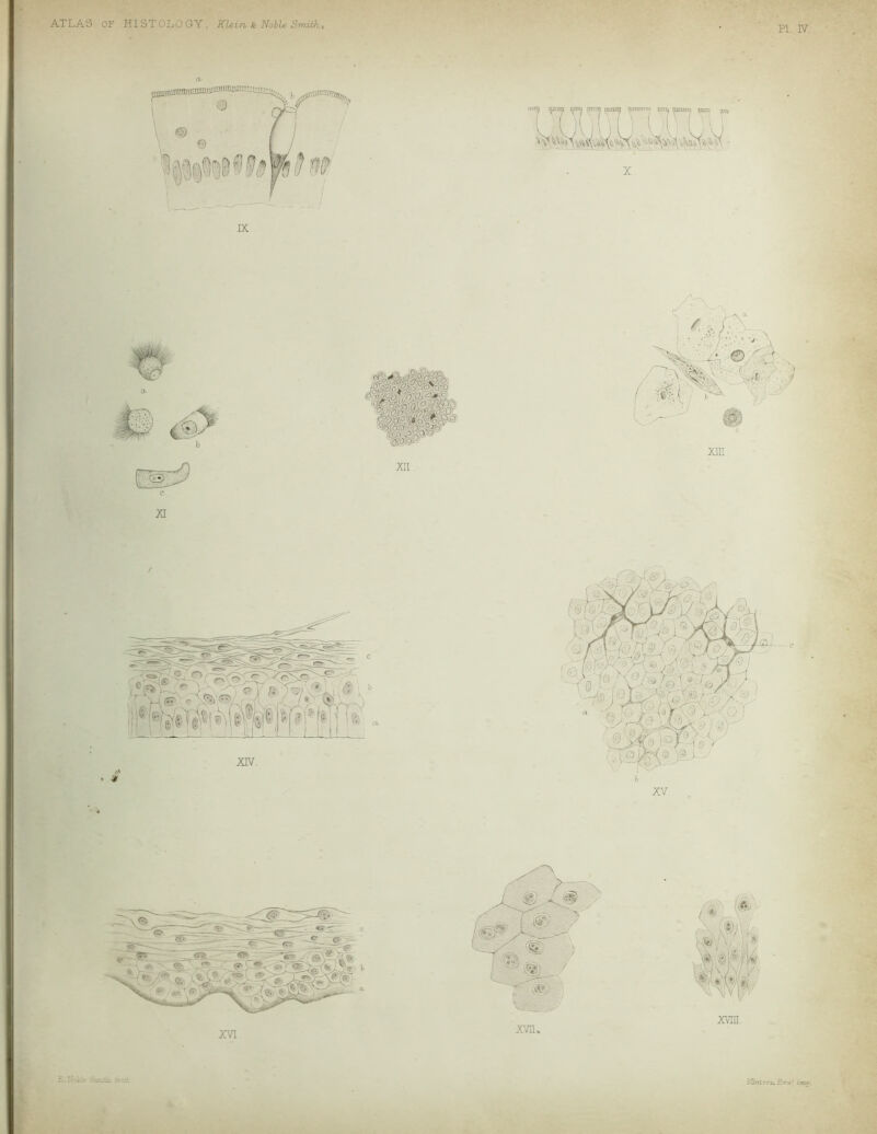 ATLAS OF HI Sl'OLO GY, Klein. & Noble Smith, PI. IV.