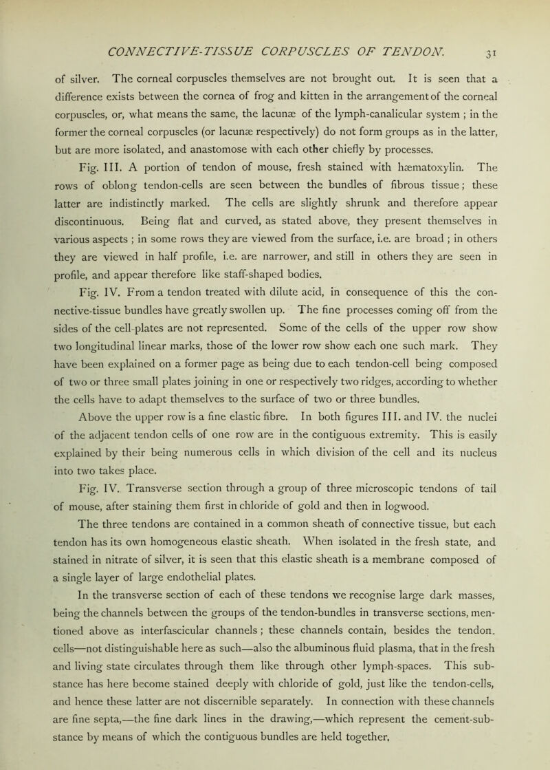 CONNECTIVE-TISSUE CORPUSCLES OF TENDON of silver. The corneal corpuscles themselves are not brought out. It is seen that a difference exists between the cornea of frog and kitten in the arrangement of the corneal corpuscles, or, what means the same, the lacunae of the lymph-canalicular system ; in the former the corneal corpuscles (or lacunae respectively) do not form groups as in the latter, but are more isolated, and anastomose with each other chiefly by processes. Fig. III. A portion of tendon of mouse, fresh stained with haematoxylin. The rows of oblong tendon-cells are seen between the bundles of fibrous tissue; these latter are indistinctly marked. The cells are slightly shrunk and therefore appear discontinuous. Being flat and curved, as stated above, they present themselves in various aspects ; in some rows they are viewed from the surface, i.e. are broad ; in others they are viewed in half profile, i.e. are narrower, and still in others they are seen in profile, and appear therefore like staff-shaped bodies. Fig. IV. From a tendon treated with dilute acid, in consequence of this the con- nective-tissue bundles have greatly swollen up. The fine processes coming off from the sides of the cell-plates are not represented. Some of the cells of the upper row show two longitudinal linear marks, those of the lower row show each one such mark. They have been explained on a former page as being due to each tendon-cell being composed of two or three small plates joining in one or respectively two ridges, according to whether the cells have to adapt themselves to the surface of two or three bundles. Above the upper row is a fine elastic fibre. In both figures III. and IV. the nuclei of the adjacent tendon cells of one row are in the contiguous extremity. This is easily explained by their being numerous cells in which division of the cell and its nucleus into two takes place. Fig. IV. Transverse section through a group of three microscopic tendons of tail of mouse, after staining them first in chloride of gold and then in logwood. The three tendons are contained in a common sheath of connective tissue, but each tendon has its own homogeneous elastic sheath. When isolated in the fresh state, and stained in nitrate of silver, it is seen that this elastic sheath is a membrane composed of a single layer of large endothelial plates. In the transverse section of each of these tendons we recognise large dark masses, being the channels between the groups of the tendon-bundles in transverse sections, men- tioned above as interfascicular channels ; these channels contain, besides the tendon, cells—not distinguishable here as such—also the albuminous fluid plasma, that in the fresh and living state circulates through them like through other lymph-spaces. This sub- stance has here become stained deeply with chloride of gold, just like the tendon-cells, and hence these latter are not discernible separately. In connection with these channels are fine septa,—the fine dark lines in the drawing,—which represent the cement-sub- stance by means of which the contiguous bundles are held together.
