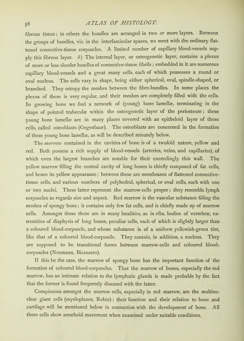 fibrous tissue; in others the bundles are arranged in two or more layers. Between the groups of bundles, viz. in the interfascicular spaces, we meet with the ordinary flat- tened connective-tissue corpuscles. A limited number of capillary blood-vessels sup- ply this fibrous layer, b) The internal layer, or osteogenetic layer, contains a plexus of more or less slender bundles of connective-tissue fibrils ; embedded in it are numerous capillary blood-vessels and a great many cells, each of which possesses a round or oval nucleus. The cells vary in shape, being either spherical, oval, spindle-shaped, or branched. They occupy the meshes between the fibre-bundles. In some places the plexus of these is very regular, and their meshes are completely filled with the cells. In growing bone we find a network of (young) bone lamellae, terminating in the shape of pointed trabeculae within the osteogenetic layer of the periosteum ; these young bone lamellae are in many places covered with an epitheloid layer of those cells, called osteoblasts (Gegenbaur). The osteoblasts are concerned in the formation of these young bone lamellae, as will be described minutely below. The marrow contained in the cavities of bone is of a twofold nature, yellow and red. Both possess a rich supply of blood-vessels (arteries, veins, and capillaries), of which even the largest branches are notable for their exceedingly thin wall. The yellow marrow filling the central cavity of long bones is chiefly composed of fat cells, and hence its yellow appearance ; between these are membranes of flattened connective- tissue cells, and various numbers of polyhedral, spherical, or oval cells, each with one or two nuclei. These latter represent the marrow-cells proper; they resemble lymph corpuscles as regards size and aspect. Red marrow is the vascular substance filling the meshes of spongy bone; it contains only few fat cells, and is chiefly made up of marrow cells. Amongst these there are in many localities, as in ribs, bodies of vertebrae, ex- tremities of diaphysis of long bones, peculiar cells, each of which is slightly larger than a coloured blood-corpuscle, and whose substance is of a uniform yellowish-green tint, like that of a coloured blood-corpuscle. They contain, in addition, a nucleus. They are supposed to be transitional forms between marrow-cells and coloured blood- corpuscles (Neumann, Bizzozero). If this be the case, the marrow of spongy bone has the important function of the formation of coloured blood-corpuscles. That the marrow of bones, especially the red marrow, has an intimate relation to the lymphatic glands is made probable by the fact that the former is found frequently diseased with the latter. Conspicuous amongst the marrow cells, especially in red marrow, are the multinu- clear giant cells (myeloplaxes, Robin) ; their function and their relation to bone and cartilage will be mentioned below in connection with the development of bone. All these cells show amoeboid movement when examined under suitable conditions.