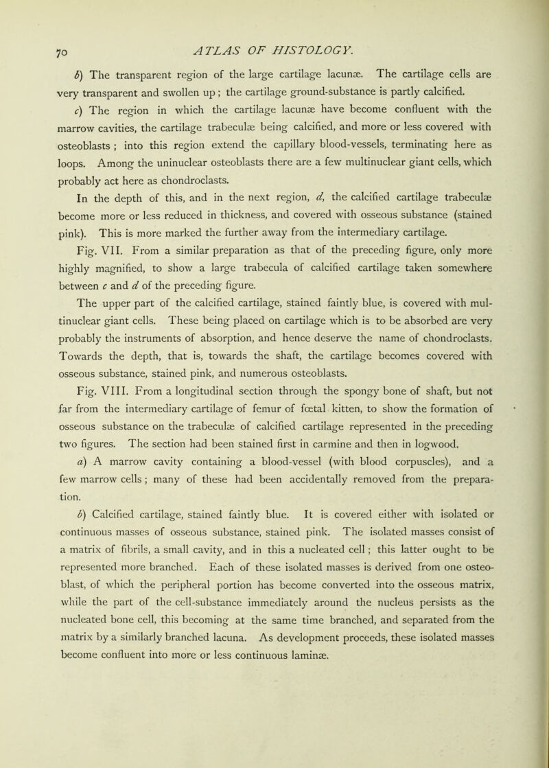 b) The transparent region of the large cartilage lacunae. The cartilage cells are very transparent and swollen up ; the cartilage ground-substance is partly calcified. c) The region in which the cartilage lacunae have become confluent with the marrow cavities, the cartilage trabeculae being calcified, and more or less covered with osteoblasts ; into this region extend the capillary blood-vessels, terminating here as loops. Among the uninuclear osteoblasts there are a few multinuclear giant cells, which probably act here as chondroclasts. In the depth of this, and in the next region, d, the calcified cartilage trabeculae become more or less reduced in thickness, and covered with osseous substance (stained pink). This is more marked the further away from the intermediary cartilage. Fig. VII. From a similar preparation as that of the preceding figure, only more highly magnified, to show a large trabecula of calcified cartilage taken somewhere between c and d of the preceding figure. The upper part of the calcified cartilage, stained faintly blue, is covered with mul- tinuclear giant cells. These being placed on cartilage which is to be absorbed are very probably the instruments of absorption, and hence deserve the name of chondroclasts. Towards the depth, that is, towards the shaft, the cartilage becomes covered with osseous substance, stained pink, and numerous osteoblasts. Fig. VIII. From a longitudinal section through the spongy bone of shaft, but not far from the intermediary cartilage of femur of foetal kitten, to show the formation of osseous substance on the trabeculae of calcified cartilage represented in the preceding two figures. The section had been stained first in carmine and then in logwood. a) A marrow cavity containing a blood-vessel (with blood corpuscles), and a few marrow cells ; many of these had been accidentally removed from the prepara- tion. b) Calcified cartilage, stained faintly blue. It is covered either with isolated or continuous masses of osseous substance, stained pink. The isolated masses consist of a matrix of fibrils, a small cavity, and in this a nucleated cell ; this latter ought to be represented more branched. Each of these isolated masses is derived from one osteo- blast, of which the peripheral portion has become converted into the osseous matrix, while the part of the cell-substance immediately around the nucleus persists as the nucleated bone cell, this becoming at the same time branched, and separated from the matrix by a similarly branched lacuna. As development proceeds, these isolated masses become confluent into more or less continuous laminae.