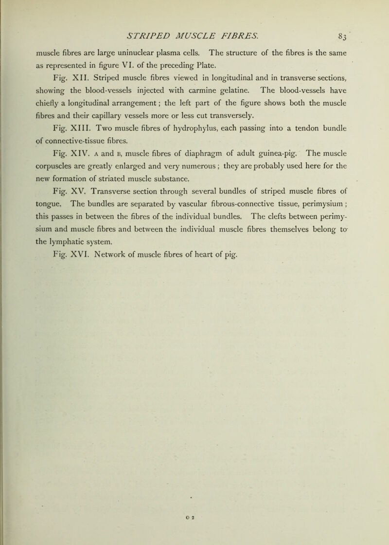muscle fibres are large uninuclear plasma cells. The structure of the fibres is the same as represented in figure VI. of the preceding Plate. Fig. XII. Striped muscle fibres viewed in longitudinal and in transverse sections, showing the blood-vessels injected with carmine gelatine. The blood-vessels have chiefly a longitudinal arrangement; the left part of the figure shows both the muscle fibres and their capillary vessels more or less cut transversely. Fig. XIII. Two muscle fibres of hydrophylus, each passing into a tendon bundle of connective-tissue fibres. Fig. XIV. a and b, muscle fibres of diaphragm of adult guinea-pig. The muscle corpuscles are greatly enlarged and very numerous ; they are probably used here for the new formation of striated muscle substance. Fig. XV. Transverse section through several bundles of striped muscle fibres of tongue. The bundles are separated by vascular fibrous-connective tissue, perimysium ; this passes in between the fibres of the individual bundles. The clefts between perimy- sium and muscle fibres and between the individual muscle fibres themselves belong to the lymphatic system. Fig. XVI. Network of muscle fibres of heart of pig.