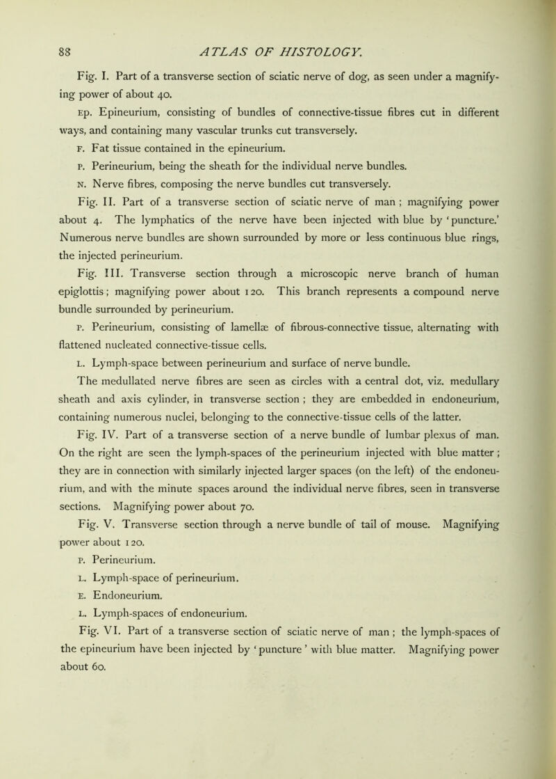 Fig. I. Part of a transverse section of sciatic nerve of dog, as seen under a magnify- ing power of about 40. Ep. Epineurium, consisting of bundles of connective-tissue fibres cut in different ways, and containing many vascular trunks cut transversely. f. Fat tissue contained in the epineurium. p. Perineurium, being the sheath for the individual nerve bundles. n. Nerve fibres, composing the nerve bundles cut transversely. Fig. II. Part of a transverse section of sciatic nerve of man ; magnifying power about 4. The lymphatics of the nerve have been injected with blue by ‘puncture.’ Numerous nerve bundles are shown surrounded by more or less continuous blue rings, the injected perineurium. Fig. III. Transverse section through a microscopic nerve branch of human epiglottis; magnifying power about 120. This branch represents a compound nerve bundle surrounded by perineurium. p. Perineurium, consisting of lamellae of fibrous-connective tissue, alternating with flattened nucleated connective-tissue cells. l. Lymph-space between perineurium and surface of nerve bundle. The medullated nerve fibres are seen as circles with a central dot, viz. medullary sheath and axis cylinder, in transverse section ; they are embedded in endoneurium, containing numerous nuclei, belonging to the connective-tissue cells of the latter. Fig. IV. Part of a transverse section of a nerve bundle of lumbar plexus of man. On the right are seen the lymph-spaces of the perineurium injected with blue matter ; they are in connection with similarly injected larger spaces (on the left) of the endoneu- rium, and with the minute spaces around the individual nerve fibres, seen in transverse sections. Magnifying power about 70. Fig. V. Transverse section through a nerve bundle of tail of mouse. Magnifying power about 120. p. Perineurium. l. Lymph-space of perineurium. E. Endoneurium. l. Lymph-spaces of endoneurium. Fig. VI. Part of a transverse section of sciatic nerve of man ; the lymph-spaces of the epineurium have been injected by ‘ puncture ’ with blue matter. Magnifying power about 60.