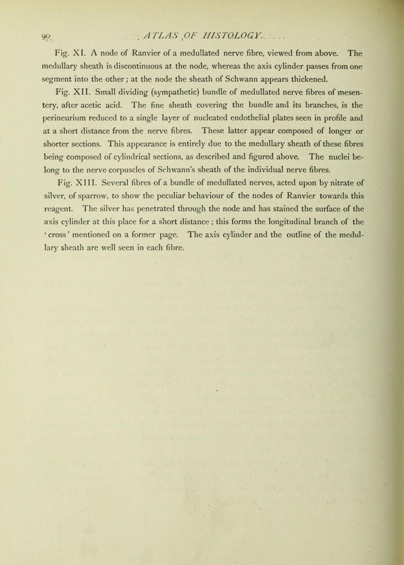 9?. . A TLAS OF HISTOLOGY., , . Fig. XI. A node of Ranvier of a medullated nerve fibre, viewed from above. The medullary sheath is discontinuous at the node, whereas the axis cylinder passes from one segment into the other; at the node the sheath of Schwann appears thickened. Fig. XII. Small dividing (sympathetic) bundle of medullated nerve fibres of mesen- tery, after acetic acid. The fine sheath covering the bundle and its branches, is the perineurium reduced to a single layer of nucleated endothelial plates seen in profile and at a short distance from the nerve fibres. These latter appear composed of longer or shorter sections. This appearance is entirely due to the medullary sheath of these fibres being composed of cylindrical sections, as described and figured above. The nuclei be- long to the nerve corpuscles of Schwann’s sheath of the individual nerve fibres. Fig. XIII. Several fibres of a bundle of medullated nerves, acted upon by nitrate of silver, of sparrow, to show the peculiar behaviour of the nodes of Ranvier towards this reagent. The silver has penetrated through the node and has stained the surface of the axis cylinder at this place for a short distance ; this forms the longitudinal branch of the ‘ cross’ mentioned on a former page. The axis cylinder and the outline of the medul- lary sheath are well seen in each fibre.