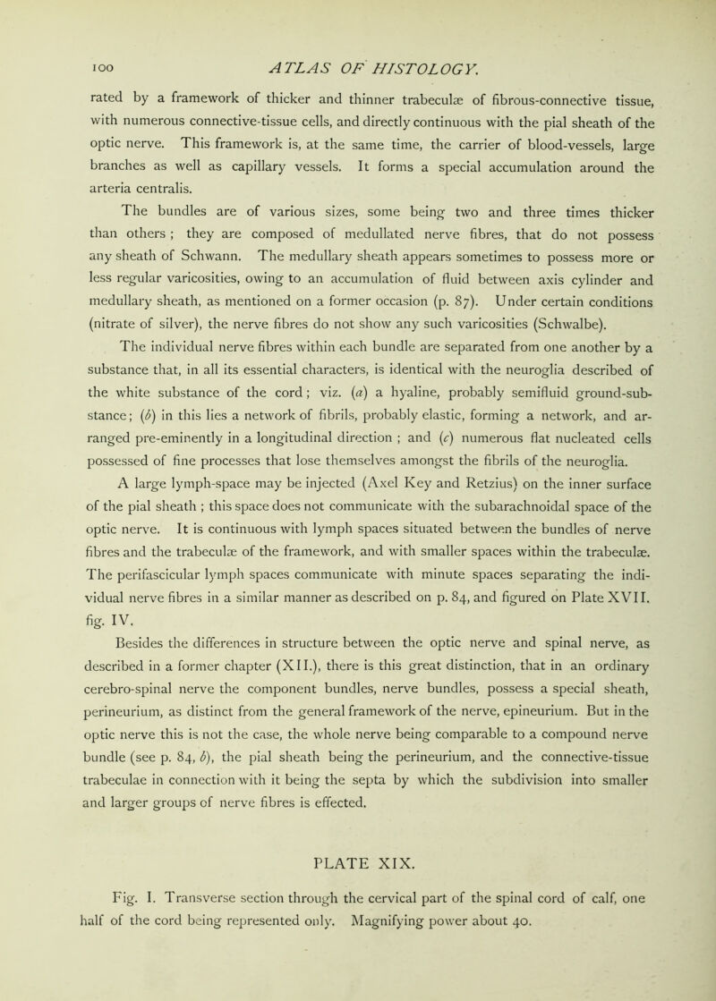 rated by a framework of thicker and thinner trabeculae of fibrous-connective tissue, with numerous connective-tissue cells, and directly continuous with the pial sheath of the optic nerve. This framework is, at the same time, the carrier of blood-vessels, large branches as well as capillary vessels. It forms a special accumulation around the arteria centralis. The bundles are of various sizes, some being two and three times thicker than others ; they are composed of medullated nerve fibres, that do not possess any sheath of Schwann. The medullary sheath appears sometimes to possess more or less regular varicosities, owing to an accumulation of fluid between axis cylinder and medullary sheath, as mentioned on a former occasion (p. 87). Under certain conditions (nitrate of silver), the nerve fibres do not show any such varicosities (Schwalbe). The individual nerve fibres within each bundle are separated from one another by a substance that, in all its essential characters, is identical with the neuroglia described of the white substance of the cord ; viz. (a) a hyaline, probably semifluid grouncl-sub- stance; (b) in this lies a network of fibrils, probably elastic, forming a network, and ar- ranged pre-eminently in a longitudinal direction ; and (c) numerous flat nucleated cells possessed of fine processes that lose themselves amongst the fibrils of the neuroglia. A large lymph-space may be injected (Axel Key and Retzius) on the inner surface of the pial sheath ; this space does not communicate with the subarachnoidal space of the optic nerve. It is continuous with lymph spaces situated between the bundles of nerve fibres and the trabeculae of the framework, and with smaller spaces within the trabeculae. The perifascicular lymph spaces communicate with minute spaces separating the indi- vidual nerve fibres in a similar manner as described on p. 84, and figured on Plate XVII. fig. IV. Besides the differences in structure between the optic nerve and spinal nerve, as described in a former chapter (XII.), there is this great distinction, that in an ordinary cerebro-spinal nerve the component bundles, nerve bundles, possess a special sheath, perineurium, as distinct from the general framework of the nerve, epineurium. But in the optic nerve this is not the case, the whole nerve being comparable to a compound nerve bundle (see p. 84, b), the pial sheath being the perineurium, and the connective-tissue trabeculae in connection with it being the septa by which the subdivision into smaller and larger groups of nerve fibres is effected. PLATE XIX. Fig. I. Transverse section through the cervical part of the spinal cord of calf, one half of the cord being represented only. Magnifying power about 40.