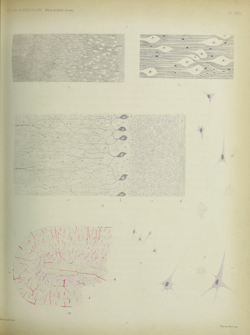 ATL.-J3 c? HISTOLOGY, Klein, & Noble Smith. Pi.XXL %