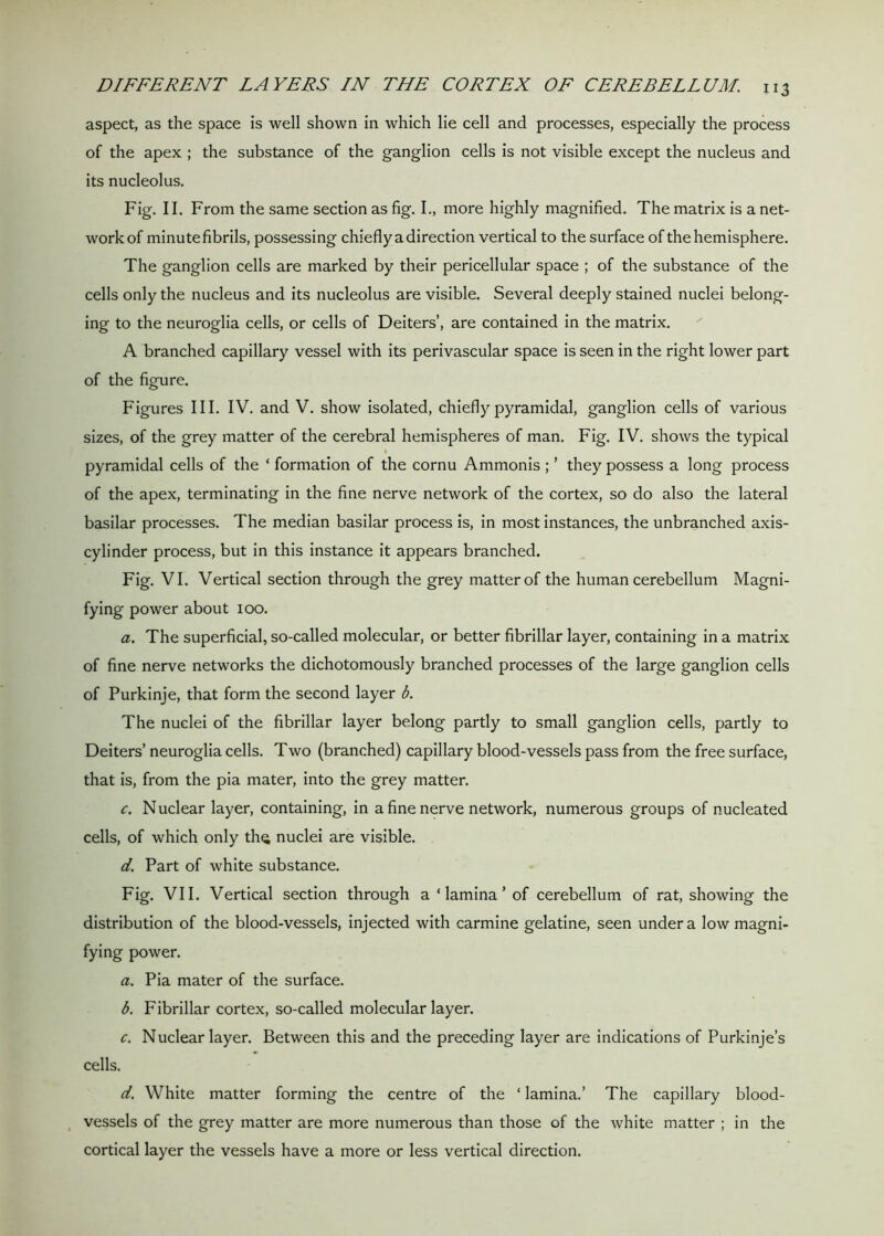 aspect, as the space is well shown in which lie cell and processes, especially the process of the apex ; the substance of the ganglion cells is not visible except the nucleus and its nucleolus. Fig. II. From the same section as fig. I., more highly magnified. The matrix is a net- work of minute fibrils, possessing chiefly a direction vertical to the surface of the hemisphere. The ganglion cells are marked by their pericellular space ; of the substance of the cells only the nucleus and its nucleolus are visible. Several deeply stained nuclei belong- ing to the neuroglia cells, or cells of Deiters’, are contained in the matrix. A branched capillary vessel with its perivascular space is seen in the right lower part of the figure. Figures III. IV. and V. show isolated, chiefly pyramidal, ganglion cells of various sizes, of the grey matter of the cerebral hemispheres of man. Fig. IV. shows the typical 1 pyramidal cells of the ‘ formation of the cornu Ammonis ; ’ they possess a long process of the apex, terminating in the fine nerve network of the cortex, so do also the lateral basilar processes. The median basilar process is, in most instances, the unbranched axis- cylinder process, but in this instance it appears branched. Fig. VI. Vertical section through the grey matter of the human cerebellum Magni- fying power about 100. a. The superficial, so-called molecular, or better fibrillar layer, containing in a matrix of fine nerve networks the dichotomously branched processes of the large ganglion cells of Purkinie, that form the second layer b. The nuclei of the fibrillar layer belong partly to small ganglion cells, partly to Deiters’ neuroglia cells. Two (branched) capillary blood-vessels pass from the free surface, that is, from the pia mater, into the grey matter. c. Nuclear layer, containing, in a fine nerve network, numerous groups of nucleated cells, of which only th^ nuclei are visible. d. Part of white substance. Fig. VII. Vertical section through a ‘ lamina ’ of cerebellum of rat, showing the distribution of the blood-vessels, injected with carmine gelatine, seen under a low magni- fying power. a. Pia mater of the surface. b. Fibrillar cortex, so-called molecular layer. c. Nuclear layer. Between this and the preceding layer are indications of Purkinje’s cells. d. White matter forming the centre of the * lamina.’ The capillary blood- vessels of the grey matter are more numerous than those of the white matter ; in the cortical layer the vessels have a more or less vertical direction.
