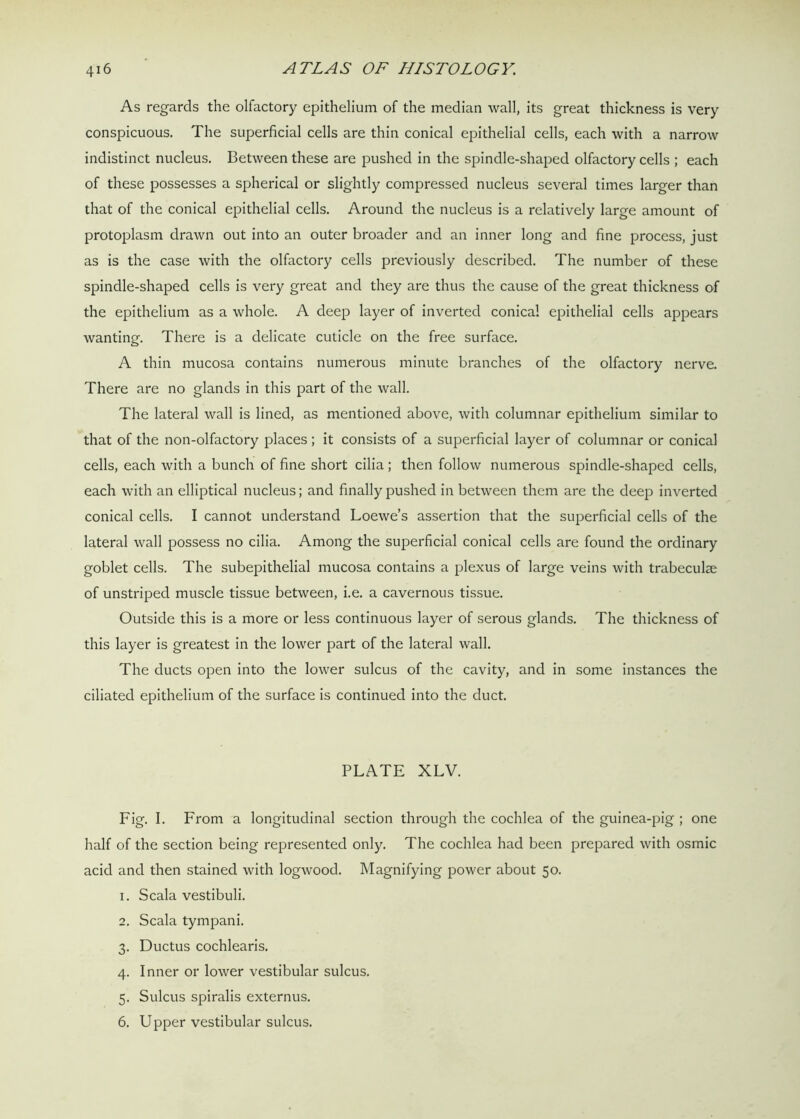 As regards the olfactory epithelium of the median wall, its great thickness is very conspicuous. The superficial cells are thin conical epithelial cells, each with a narrow indistinct nucleus. Between these are pushed in the spindle-shaped olfactory cells ; each of these possesses a spherical or slightly compressed nucleus several times larger than that of the conical epithelial cells. Around the nucleus is a relatively large amount of protoplasm drawn out into an outer broader and an inner long and fine process, just as is the case with the olfactory cells previously described. The number of these spindle-shaped cells is very great and they are thus the cause of the great thickness of the epithelium as a whole. A deep layer of inverted conical epithelial cells appears wanting. There is a delicate cuticle on the free surface. A thin mucosa contains numerous minute branches of the olfactory nerve. There are no glands in this part of the wall. The lateral wall is lined, as mentioned above, with columnar epithelium similar to that of the non-olfactory places; it consists of a superficial layer of columnar or conical cells, each with a bunch of fine short cilia; then follow numerous spindle-shaped cells, each with an elliptical nucleus; and finally pushed in between them are the deep inverted conical cells. I cannot understand Loewe’s assertion that the superficial cells of the lateral wall possess no cilia. Among the superficial conical cells are found the ordinary goblet cells. The subepithelial mucosa contains a plexus of large veins with trabeculae of unstriped muscle tissue between, i.e. a cavernous tissue. Outside this is a more or less continuous layer of serous glands. The thickness of this layer is greatest in the lower part of the lateral wall. The ducts open into the lower sulcus of the cavity, and in some instances the ciliated epithelium of the surface is continued into the duct. PLATE XLV. Fig. I. From a longitudinal section through the cochlea of the guinea-pig ; one half of the section being represented only. The cochlea had been prepared with osmic acid and then stained with logwood. Magnifying power about 50. 1. Scala vestibuli. 2. Scala tympani. 3. Ductus cochlearis. 4. Inner or lower vestibular sulcus. 5. Sulcus spiralis externus. 6. Upper vestibular sulcus.
